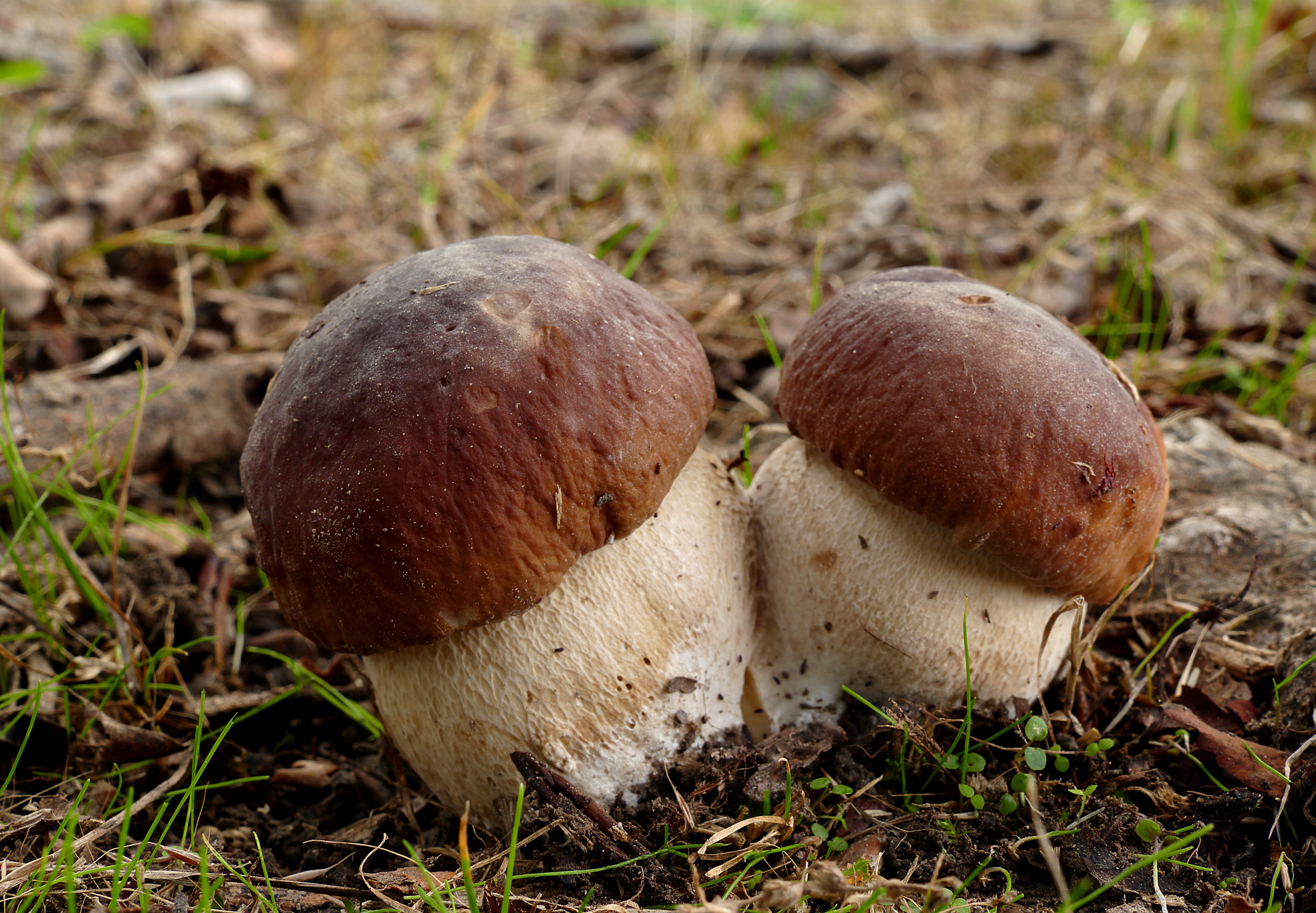 Two mushrooms in the forest HD Wallpaper