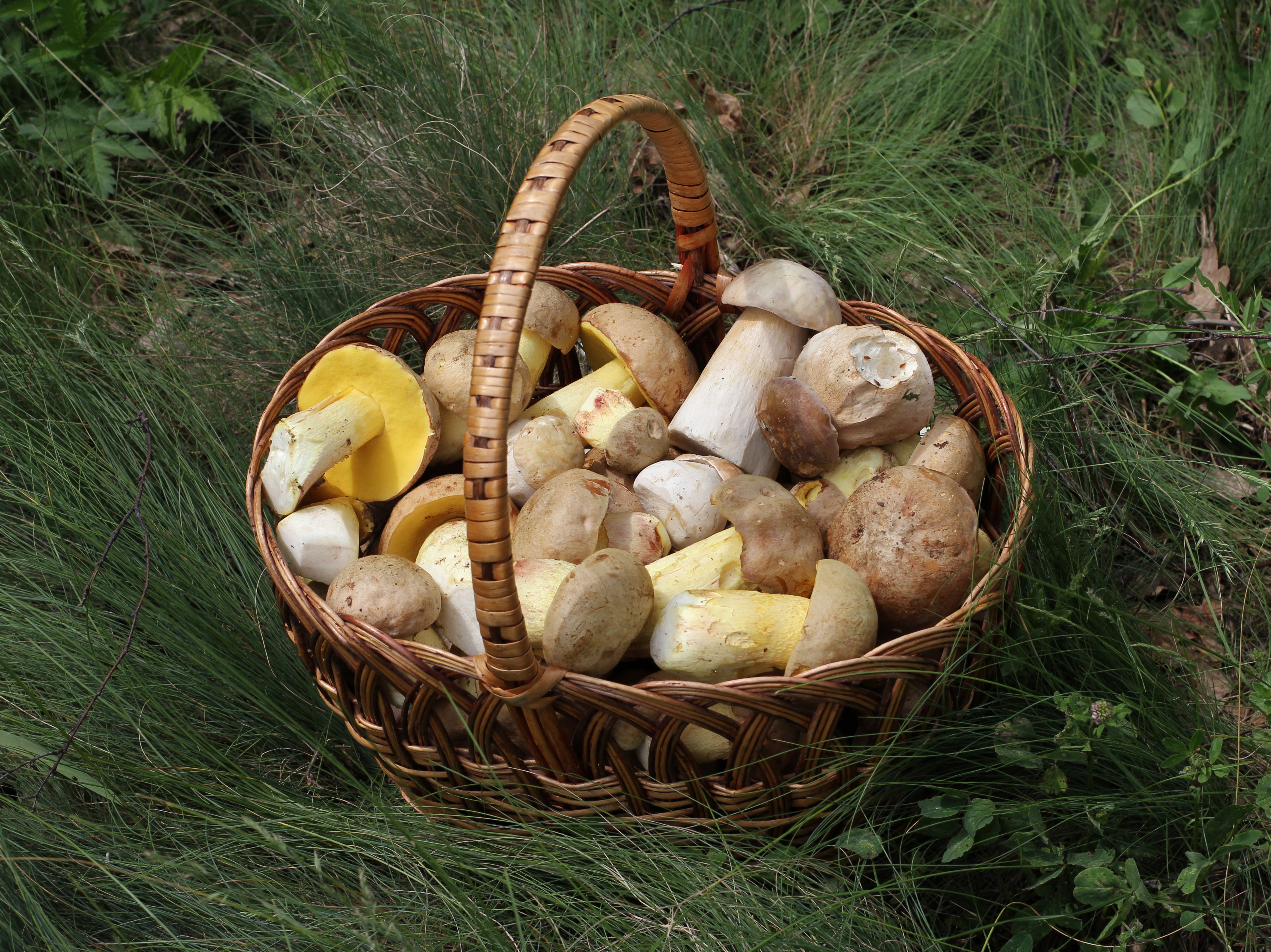Basket of mushrooms in grass HD Wallpaper