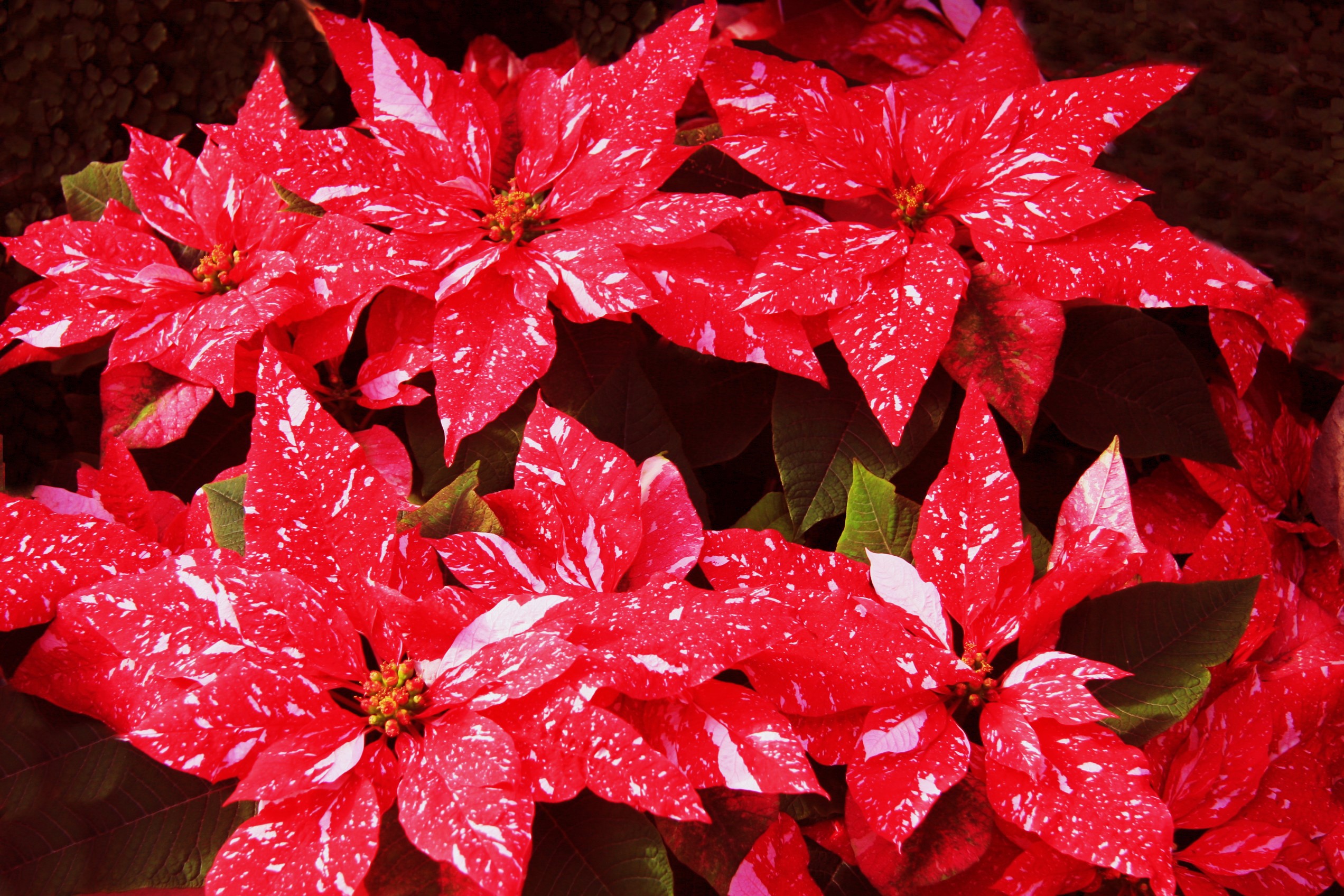 Red and white speckled poinsettias HD Wallpaper