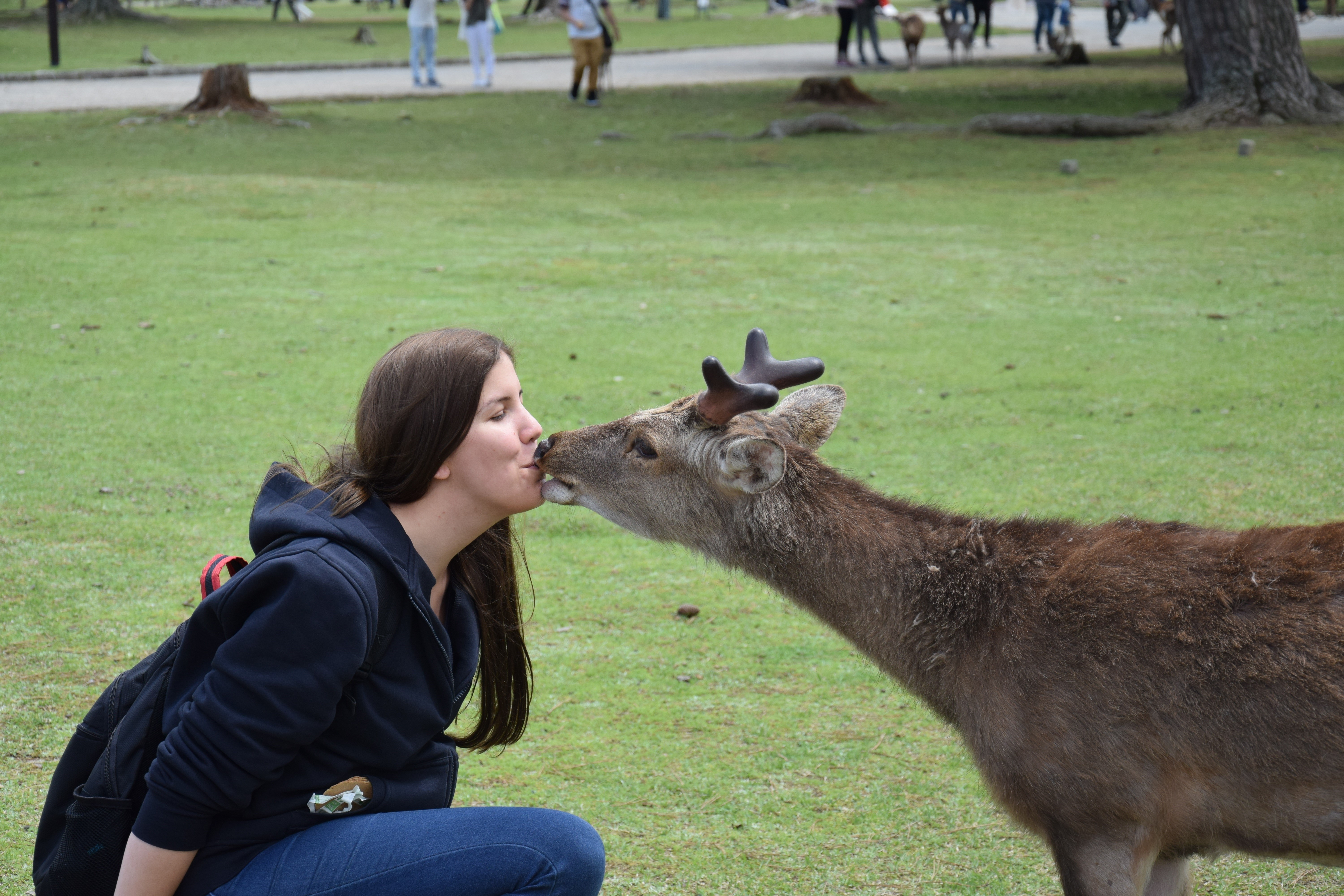 Brunette girl kissing a deer with horns HD Wallpaper