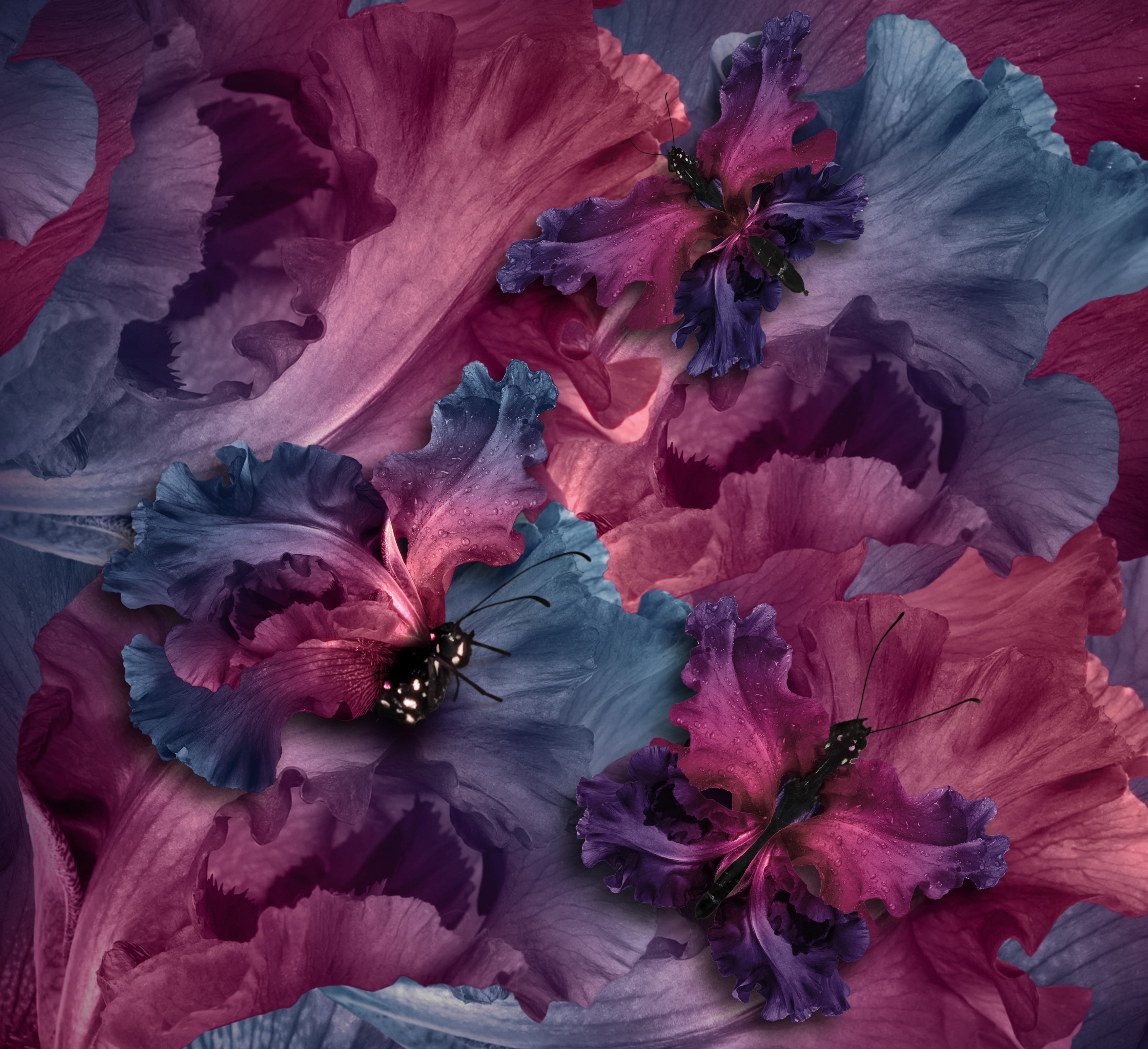 Butterflies on Irises HD Wallpaper