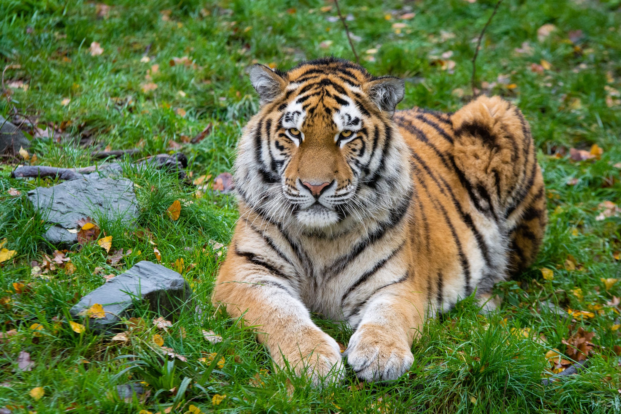 Tiger lying on grass with autumn leaves HD Wallpaper