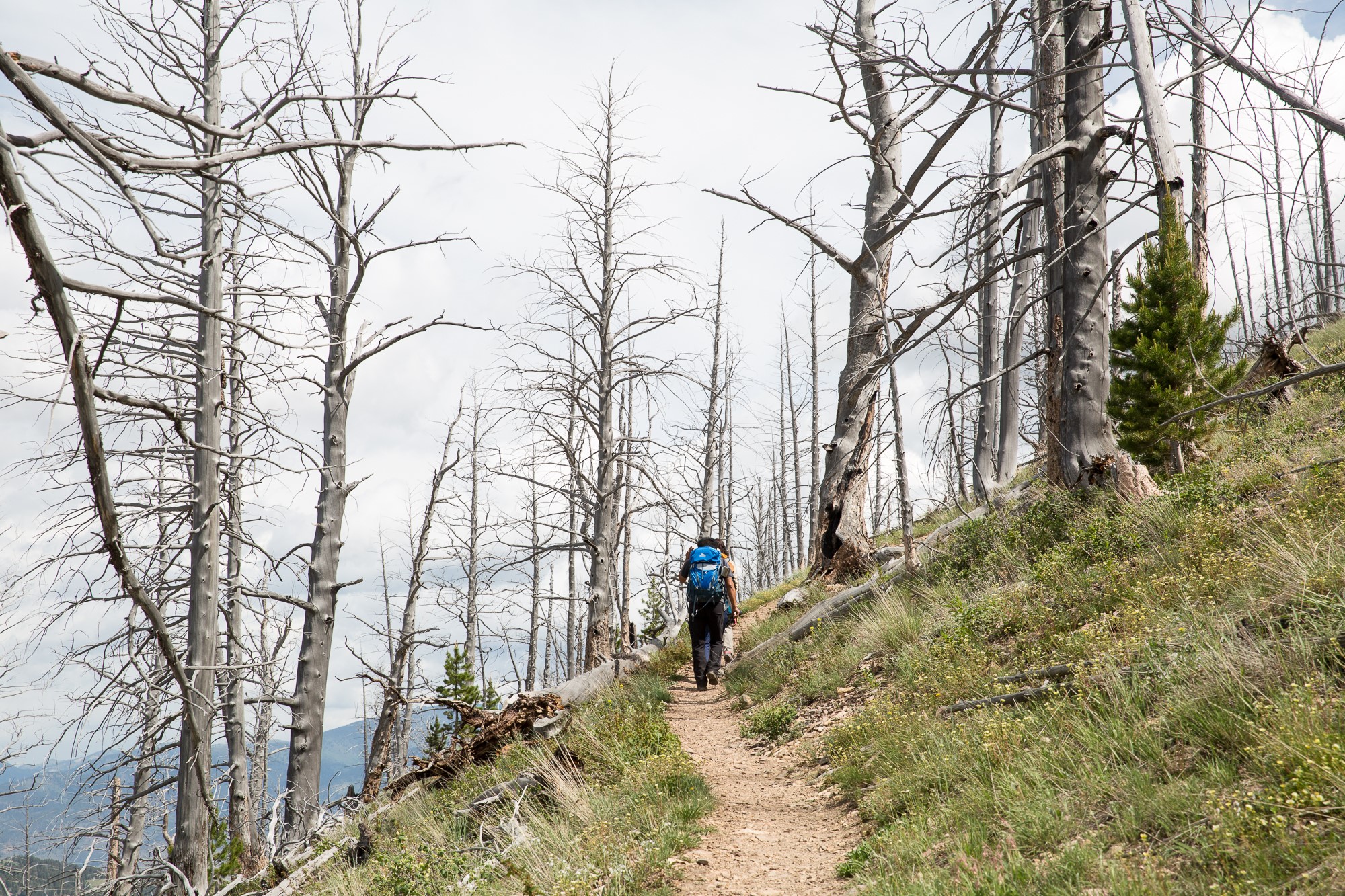 Hiker on a trail through a forest of dead trees in Yellowstone HD Wallpaper