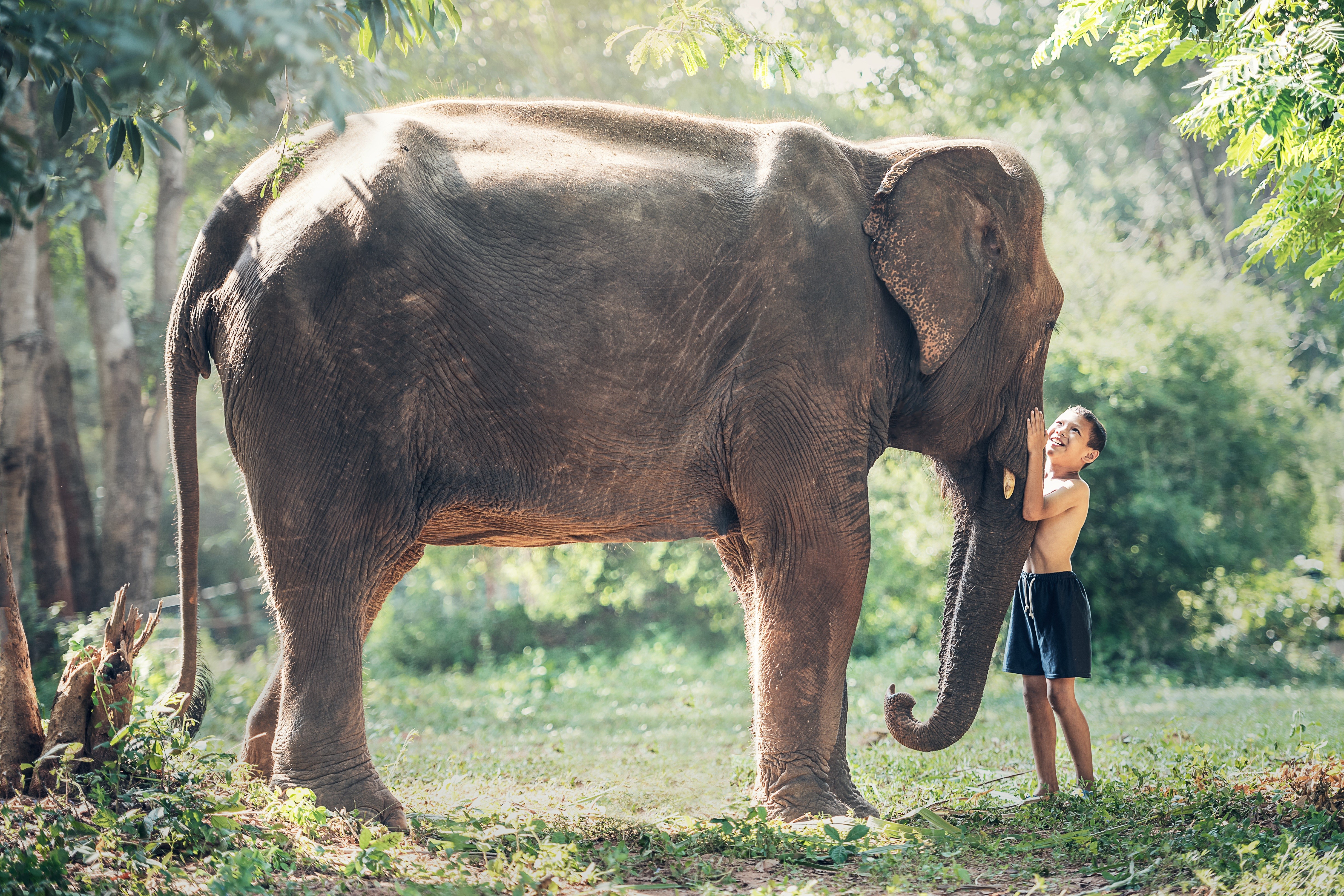Boy and Elephant in a Forest HD Wallpaper