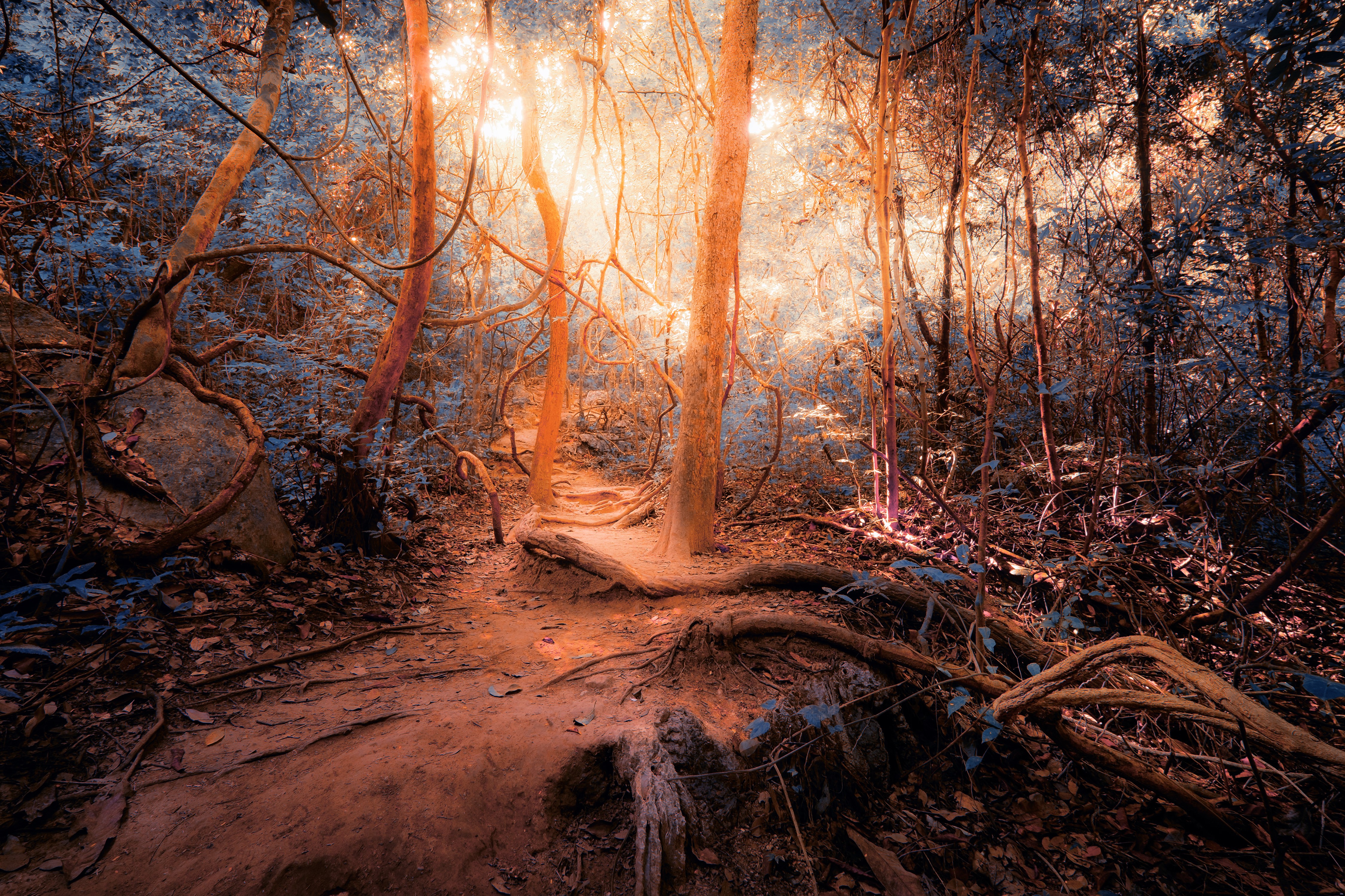 4K jungle path with sunlit trees and vines HD Wallpaper
