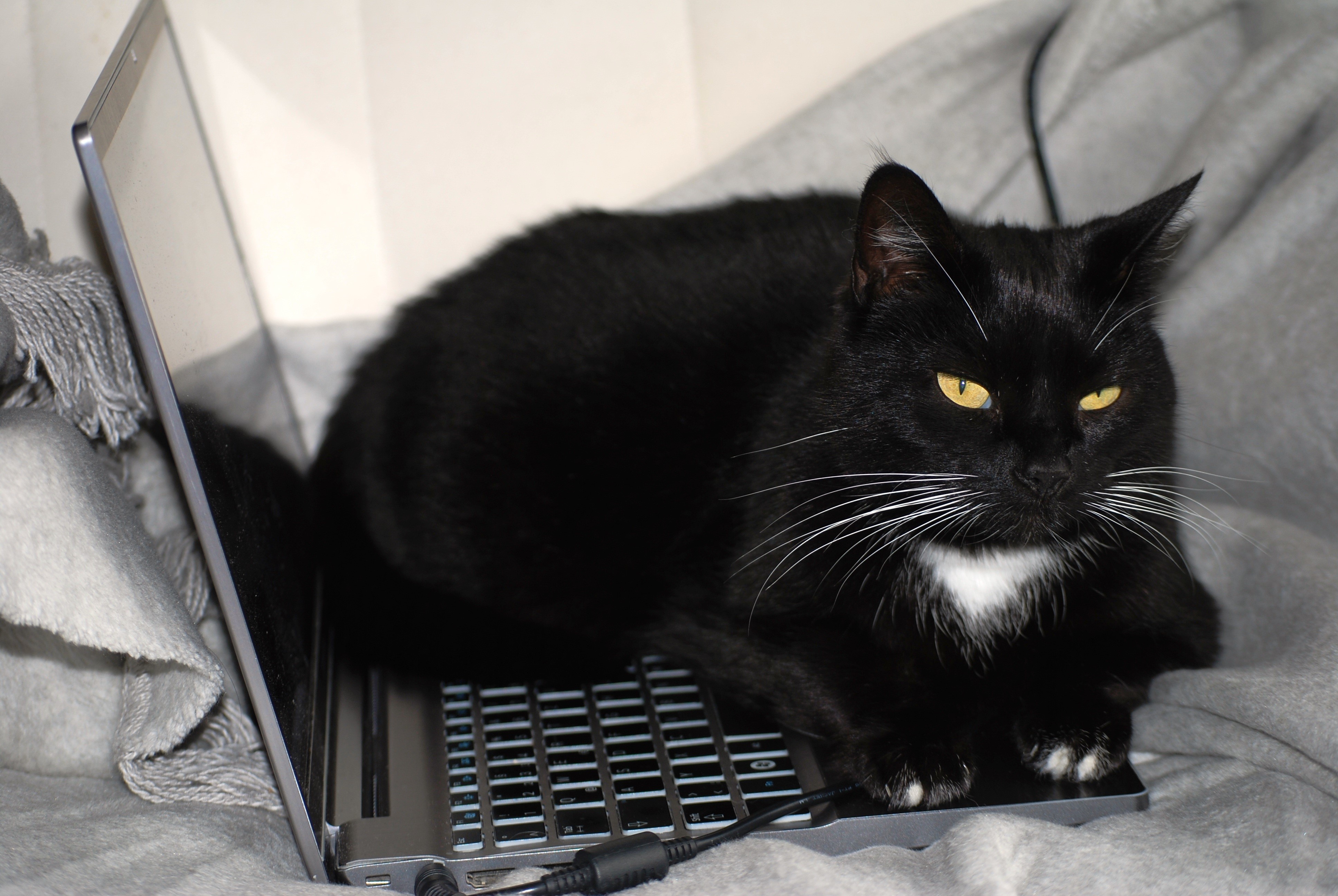 Black cat with yellow eyes on a laptop HD Wallpaper