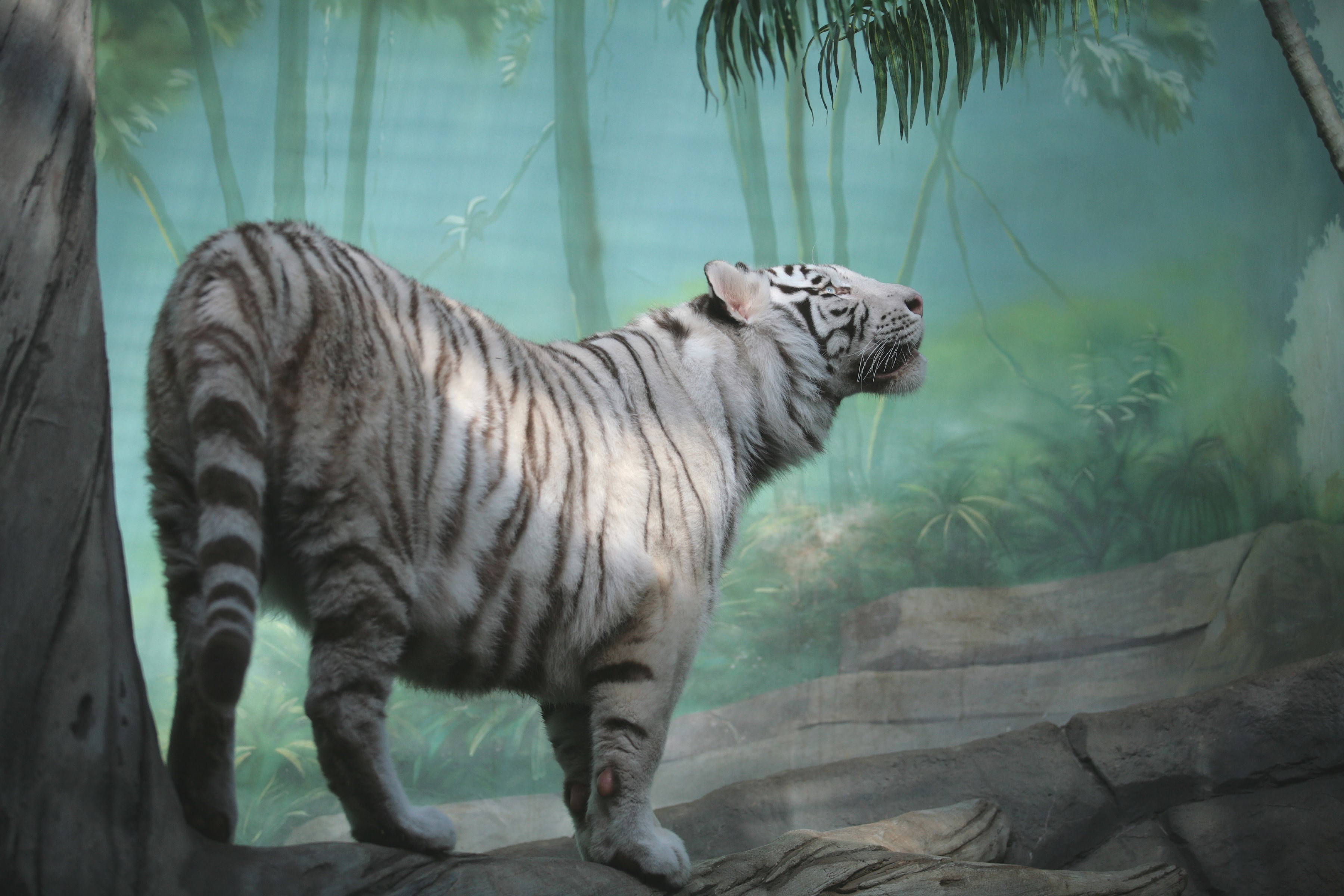 White tiger standing in a jungle exhibit HD Wallpaper