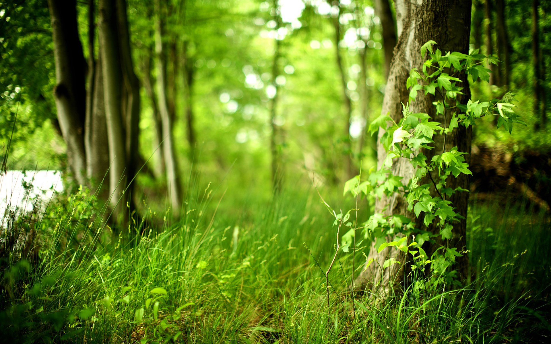 Green forest with trees and grass HD Wallpaper