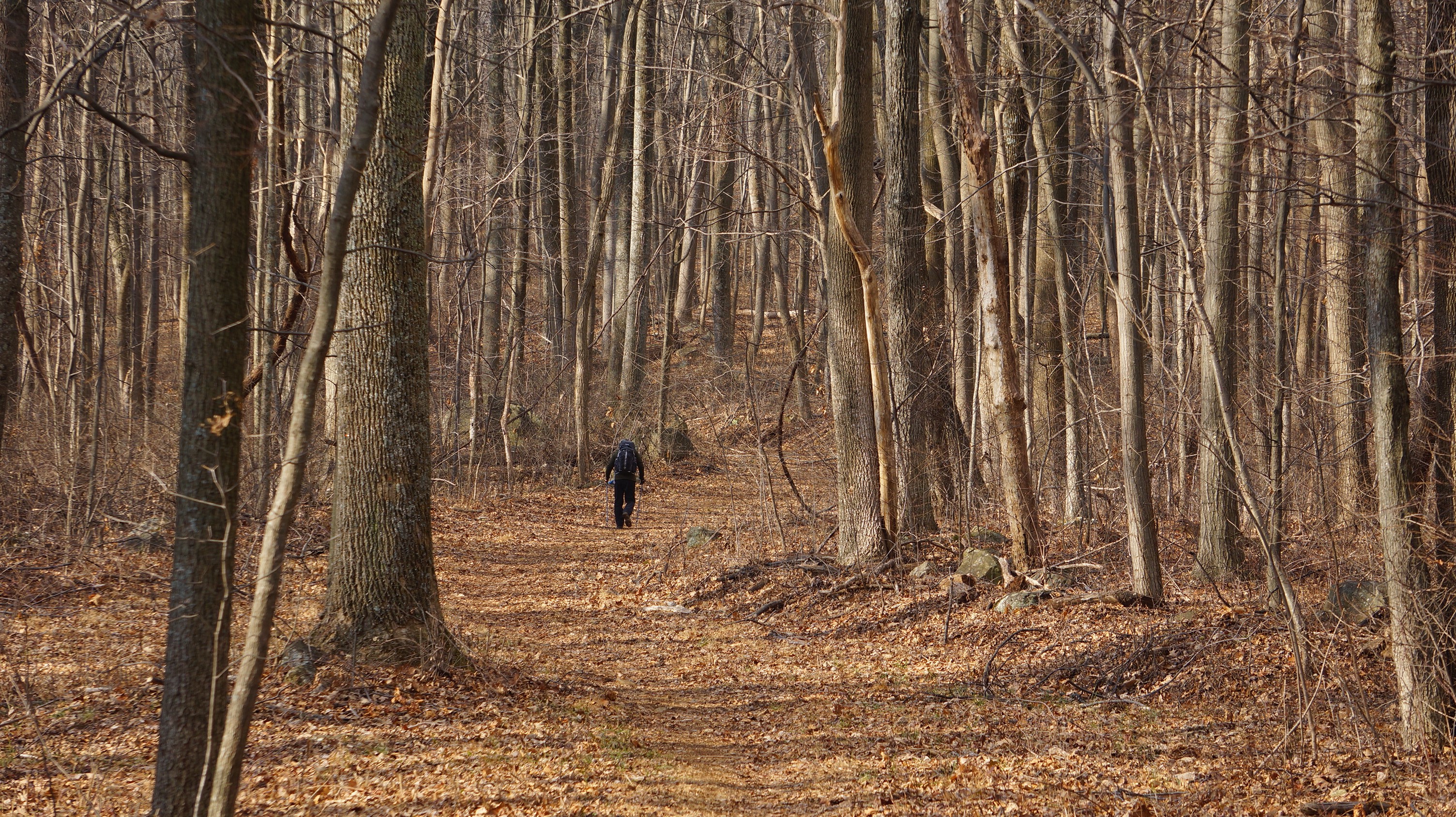 Person walking on a trail in an autumn forest in Virginia HD Wallpaper