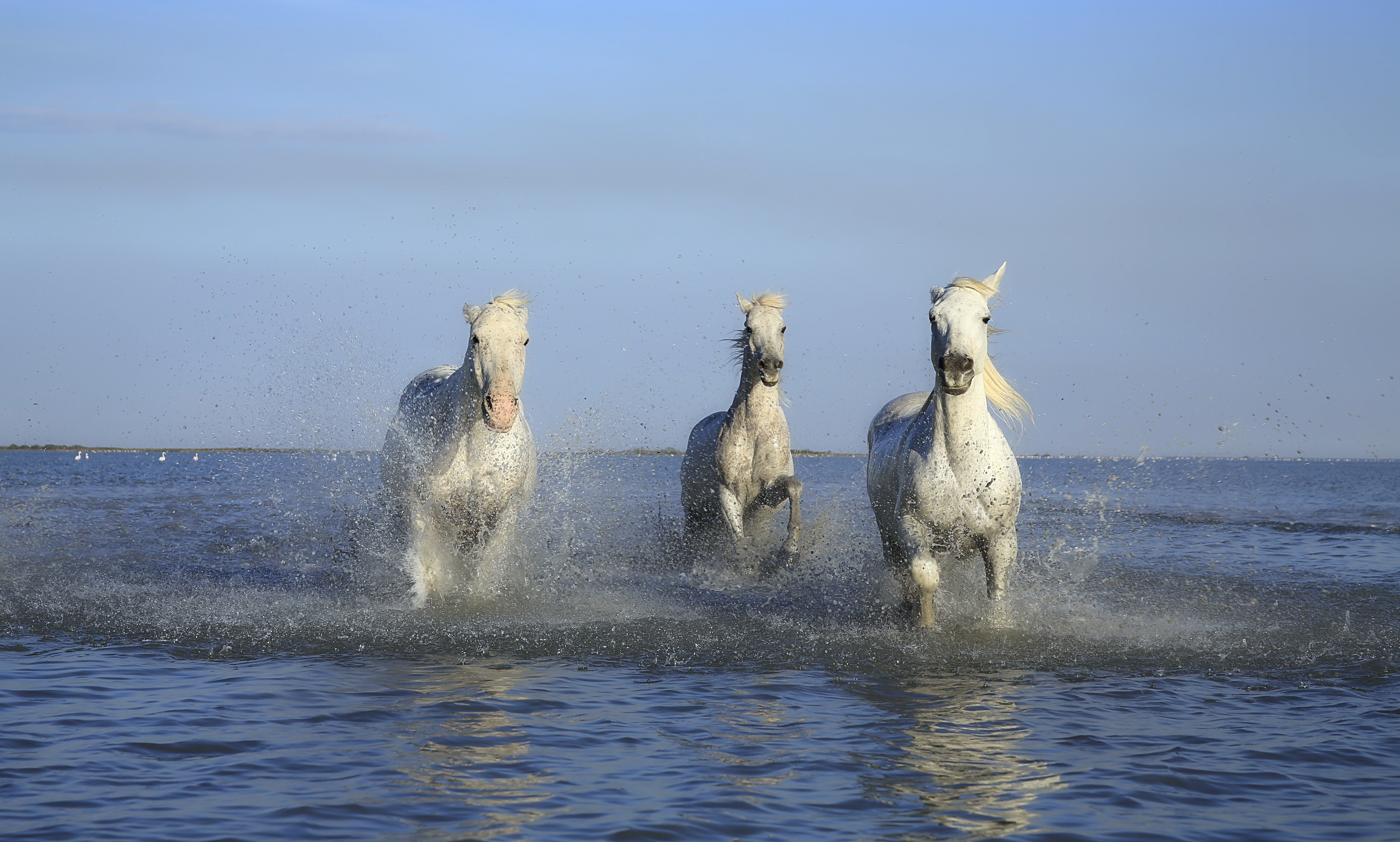 Three white horses running in water HD Wallpaper
