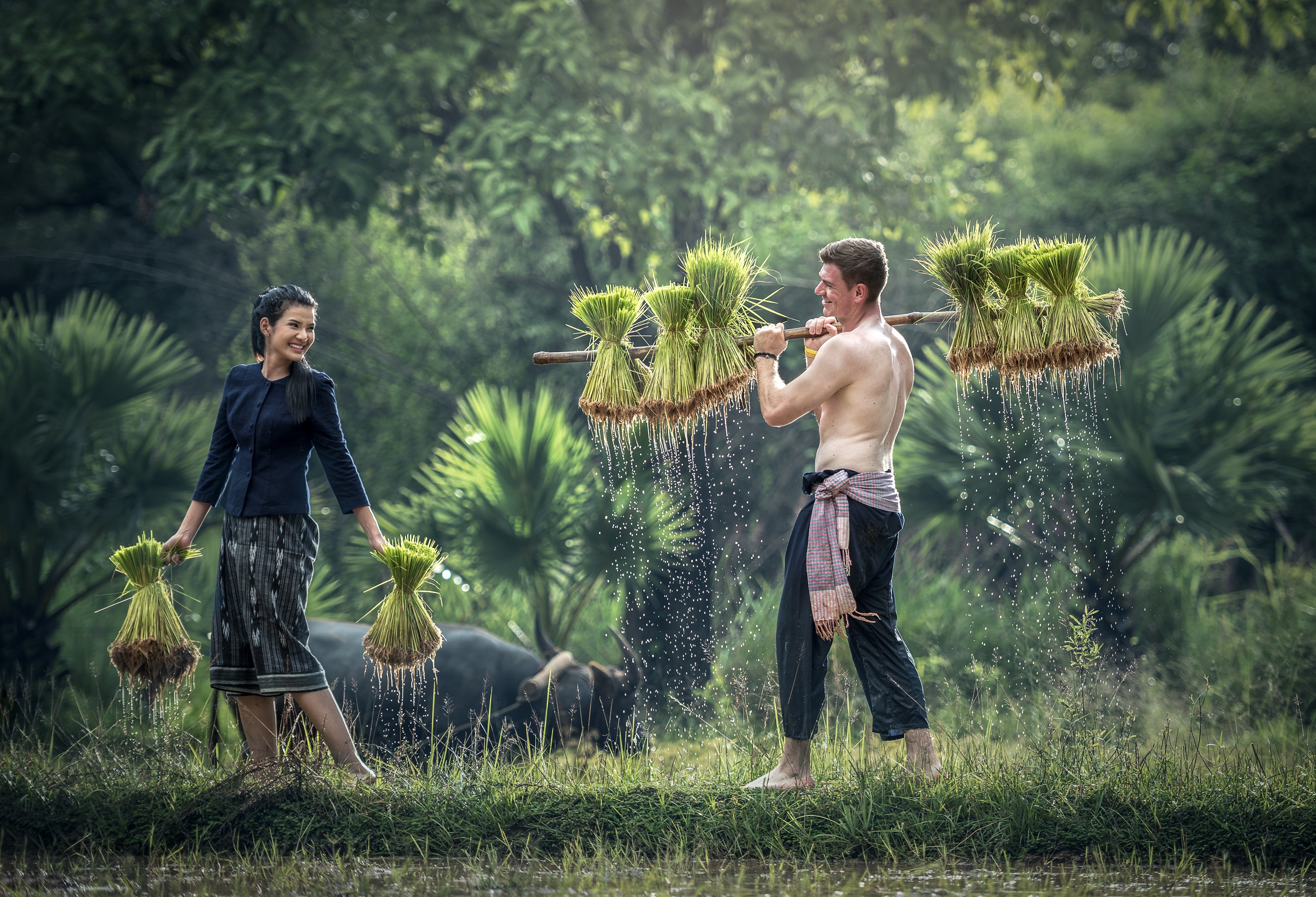Asian farmers carrying rice seedlings in a field HD Wallpaper