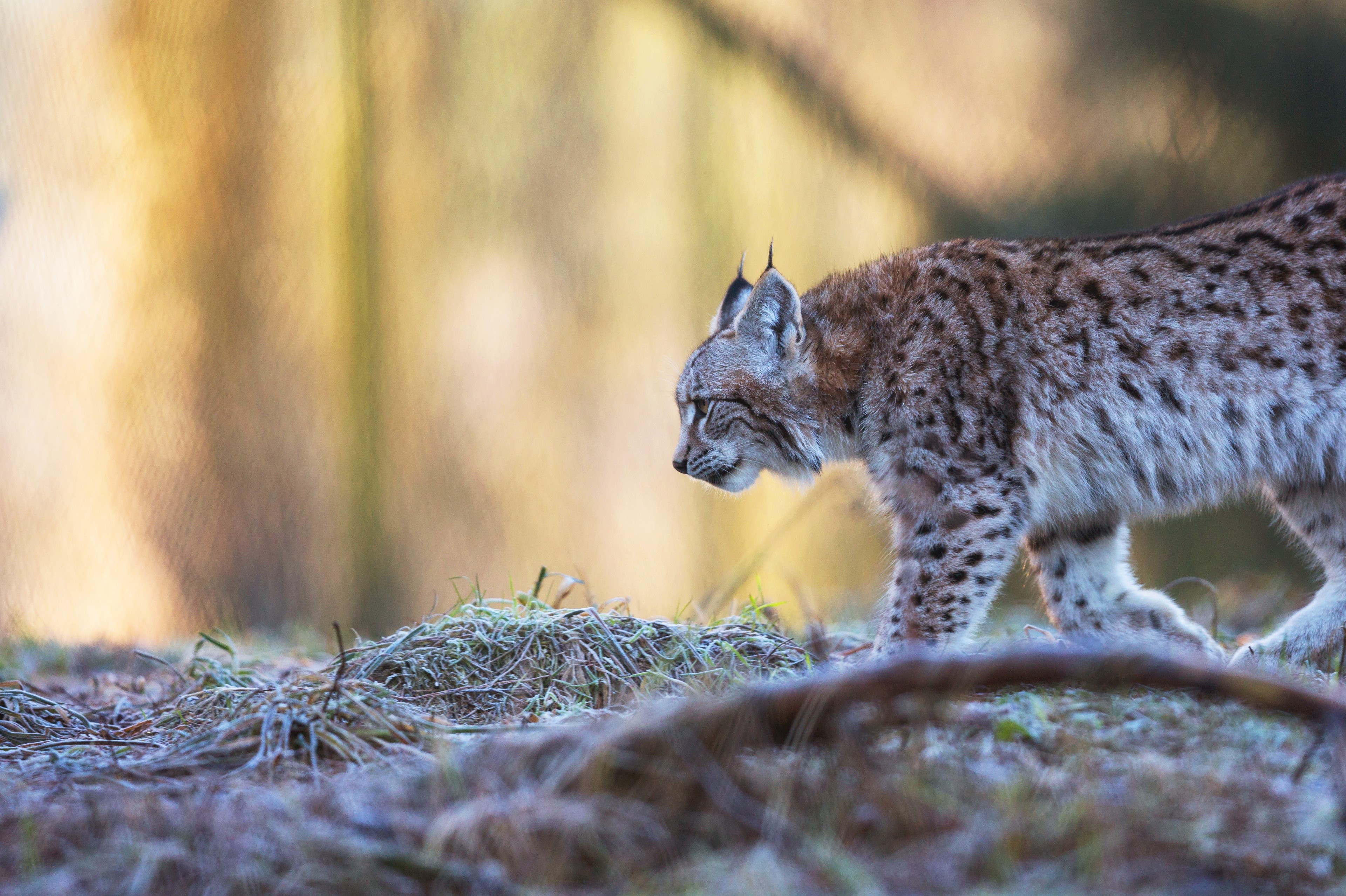 4K Lynx walking in a forest HD Wallpaper