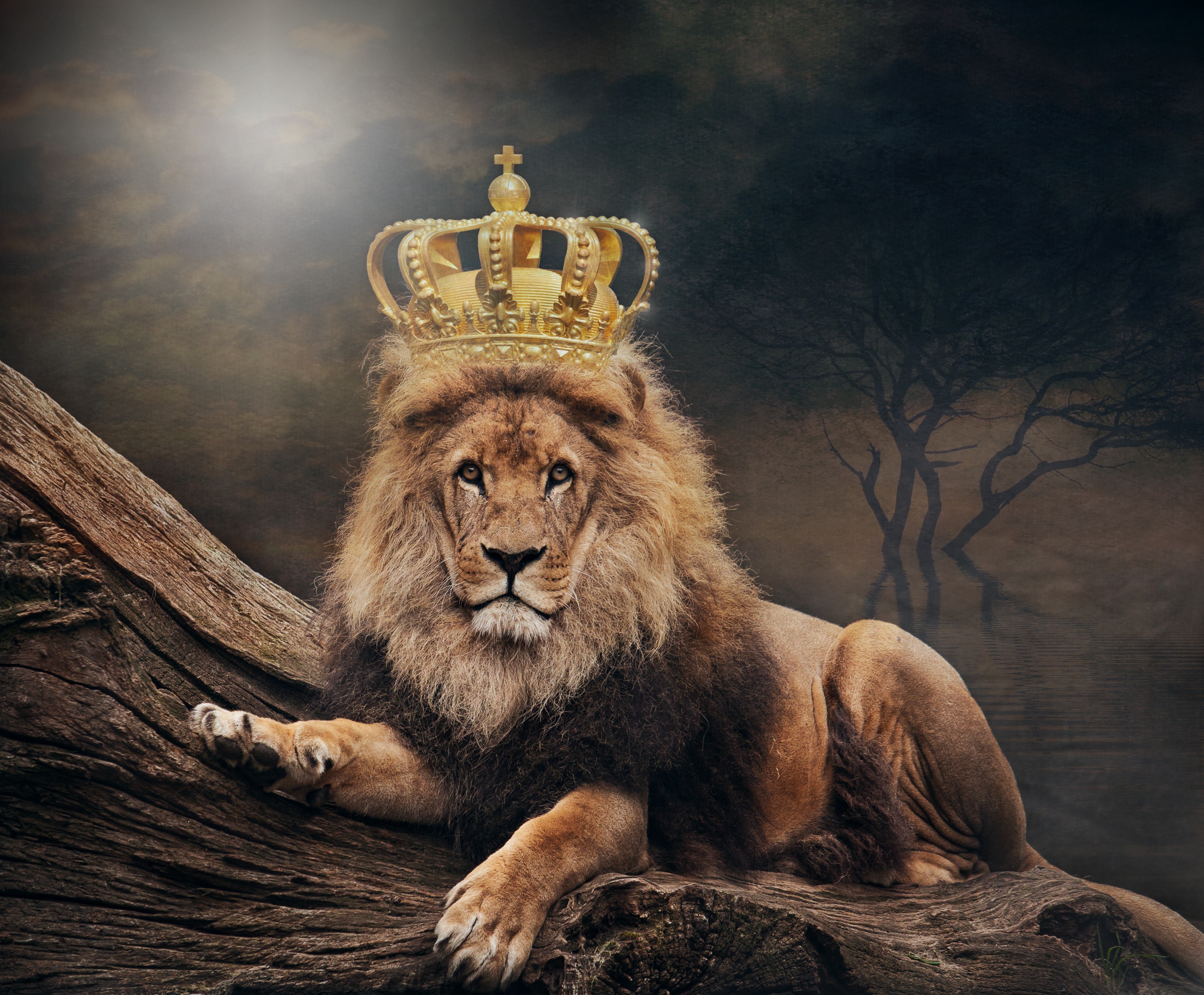 Lion wearing a crown on a log HD Wallpaper