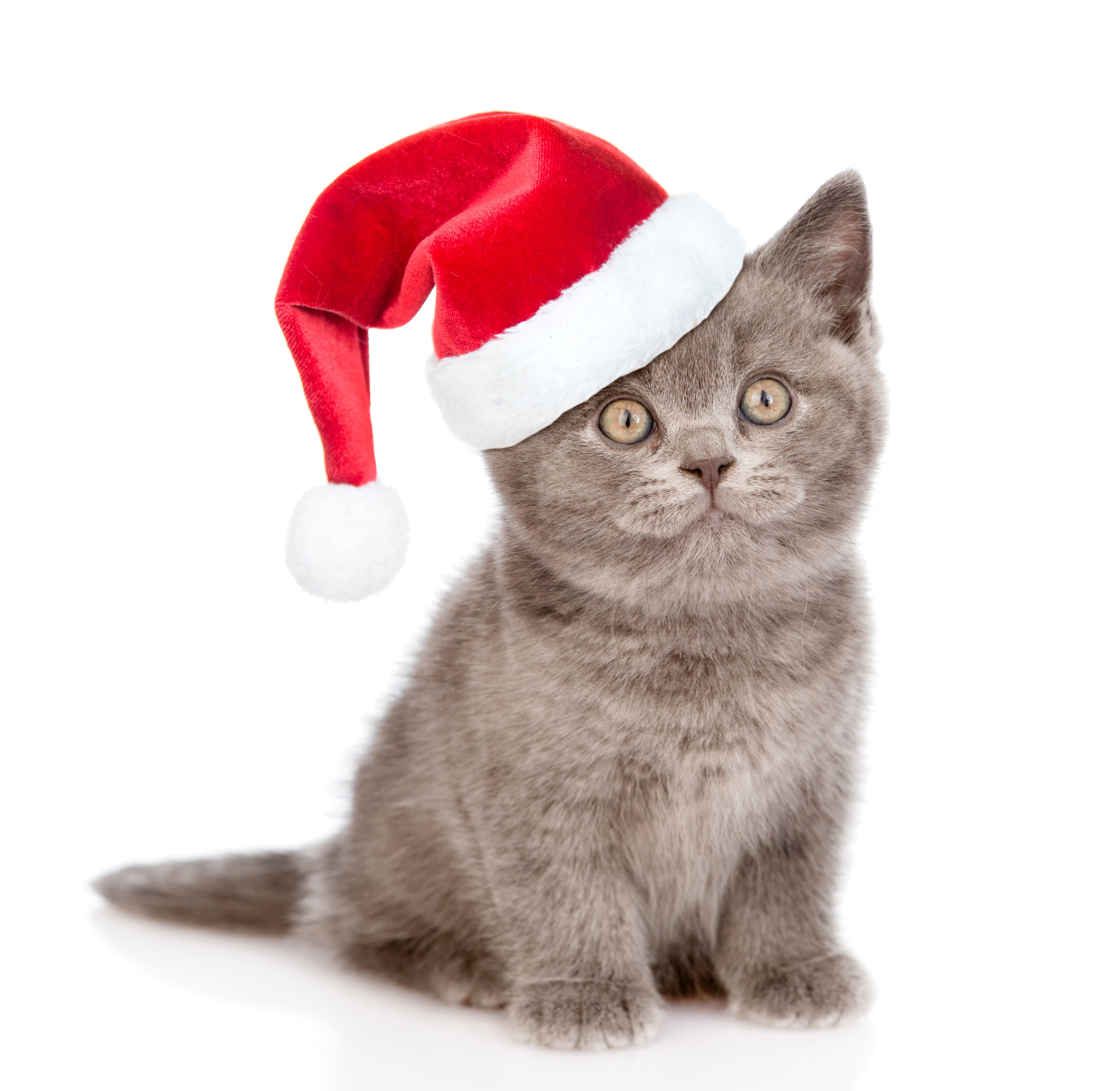 Kitten wearing a Santa hat HD Wallpaper
