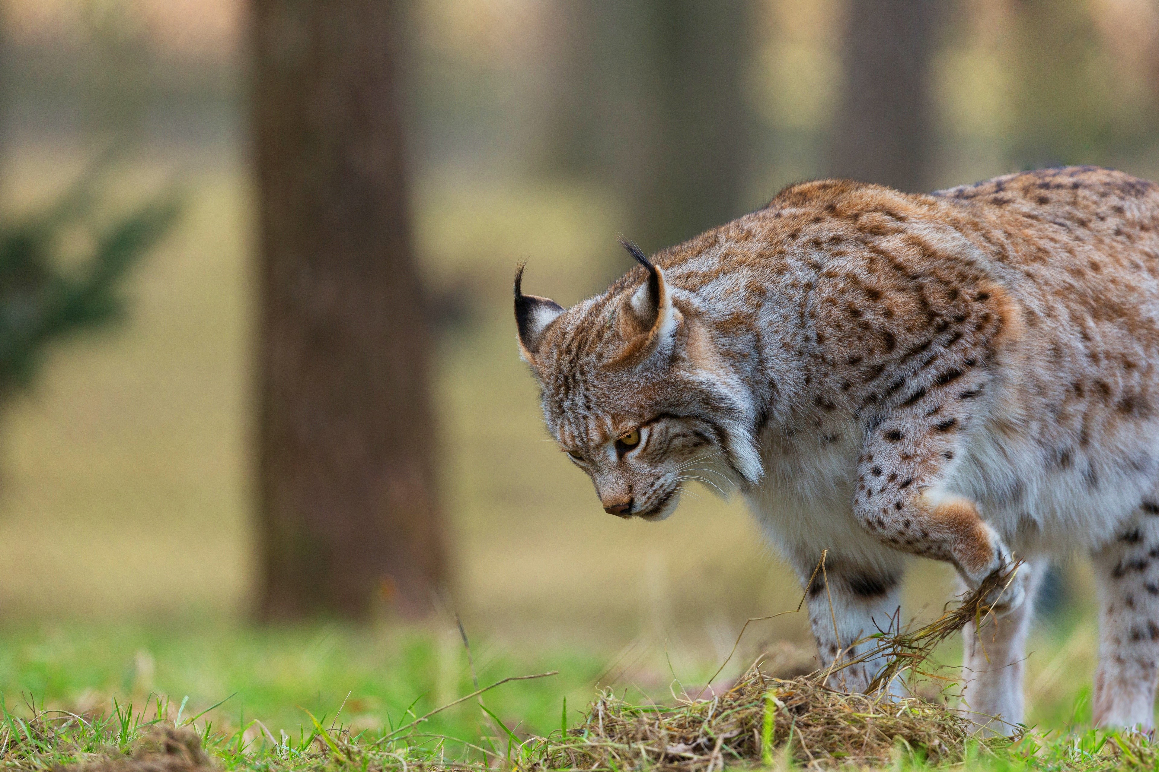 Lynx in a forest HD Wallpaper