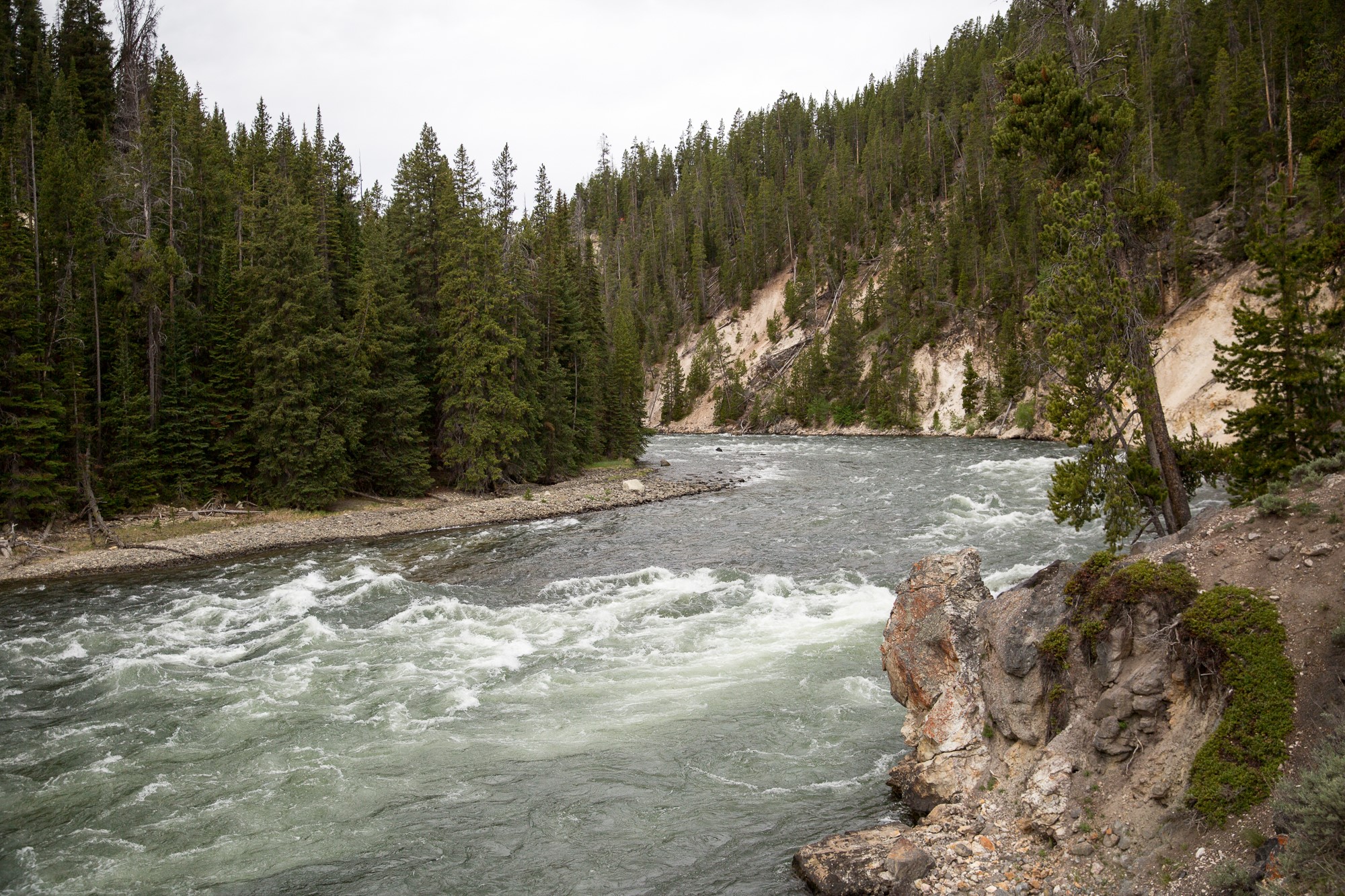 River flowing through a forest in Yellowstone National Park HD Wallpaper