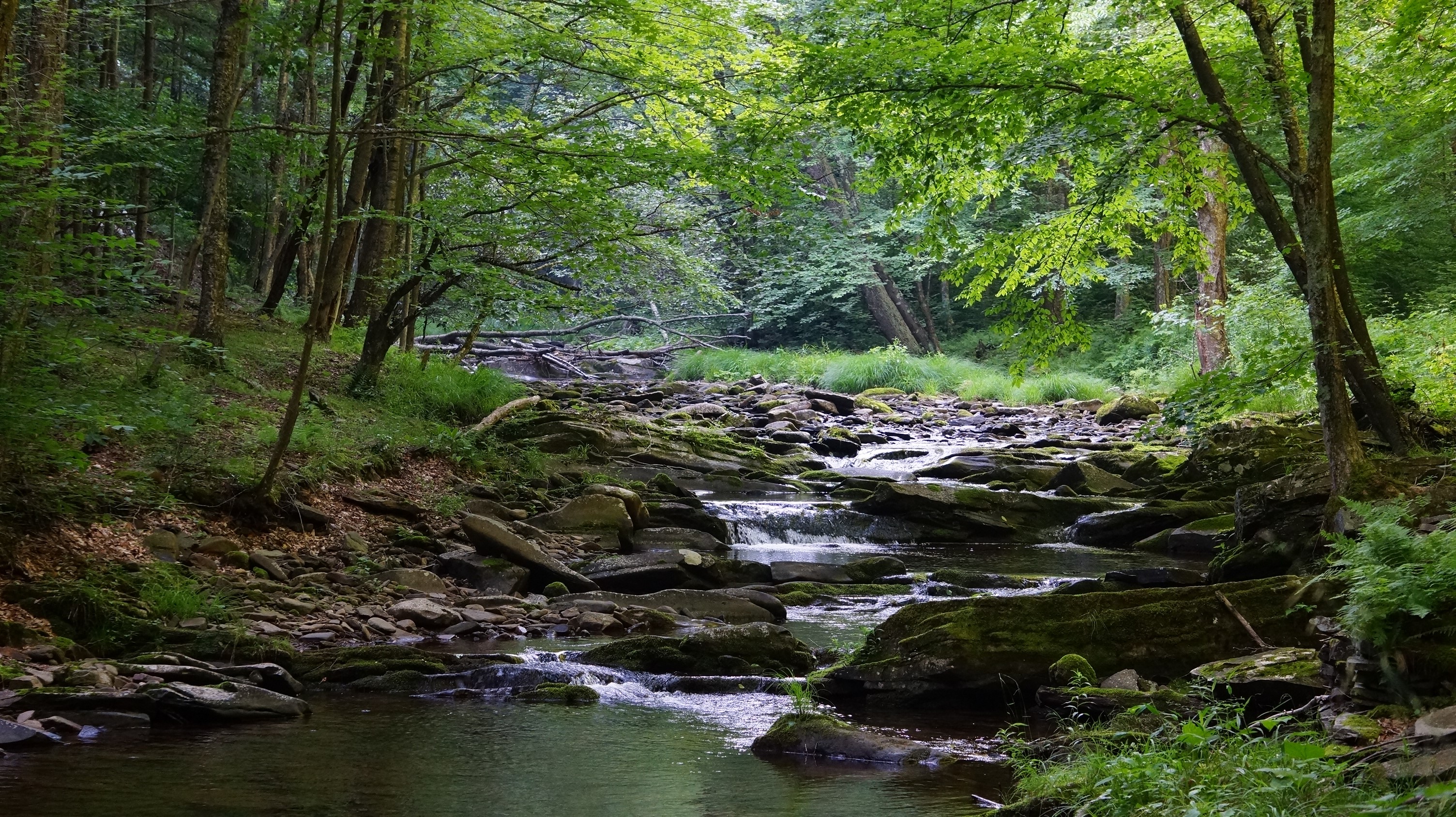 Rocky stream flowing through a dense forest in West Virginia HD Wallpaper