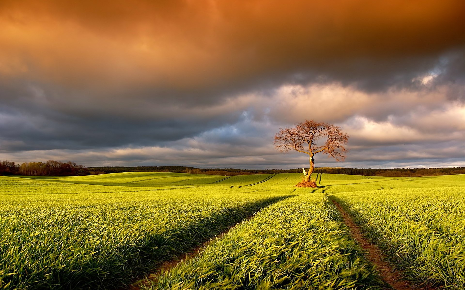 Lone tree in a green field under dramatic clouds HD Wallpaper