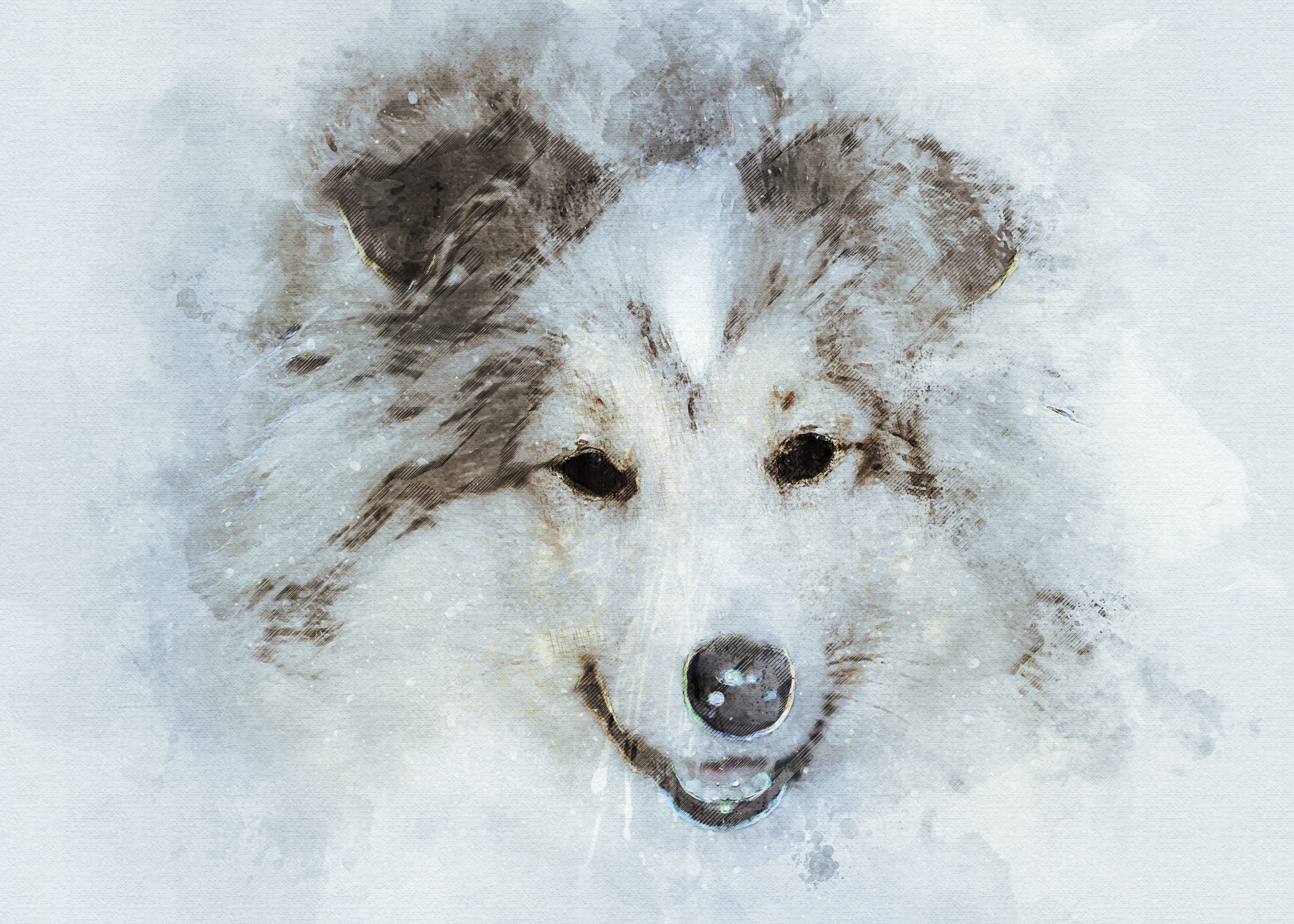 Shetland Sheepdog dog portrait painting HD Wallpaper
