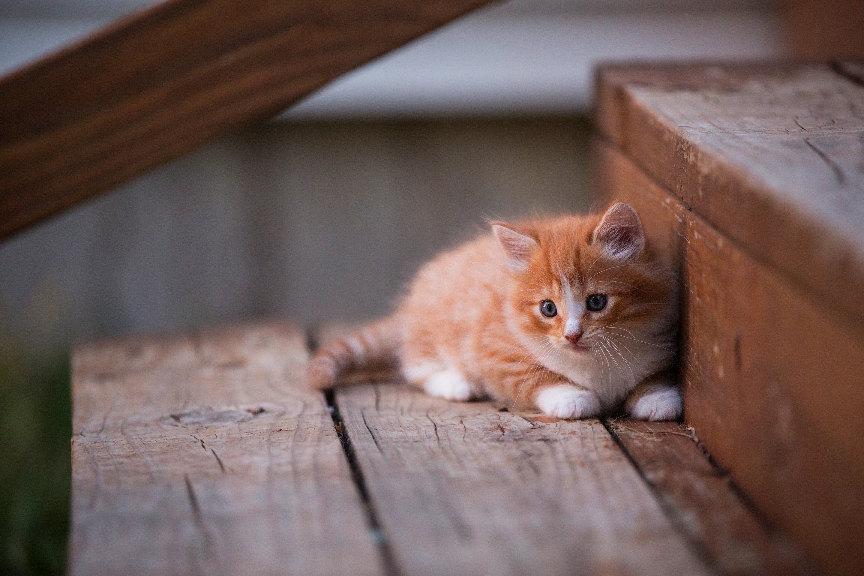 Orange kitten with blue eyes on wooden stairs HD Wallpaper