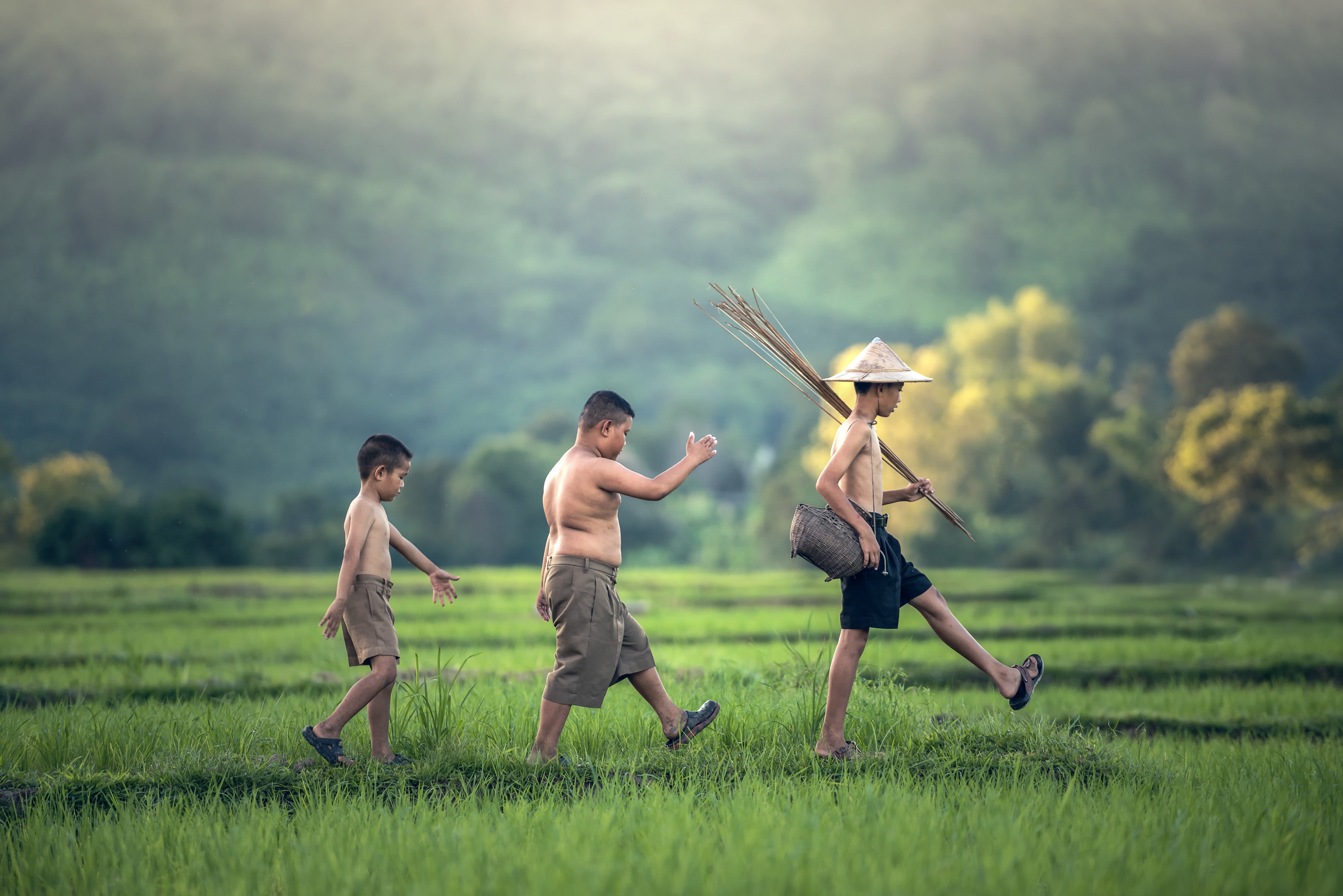 Three Asian boys walking in a rice field HD Wallpaper