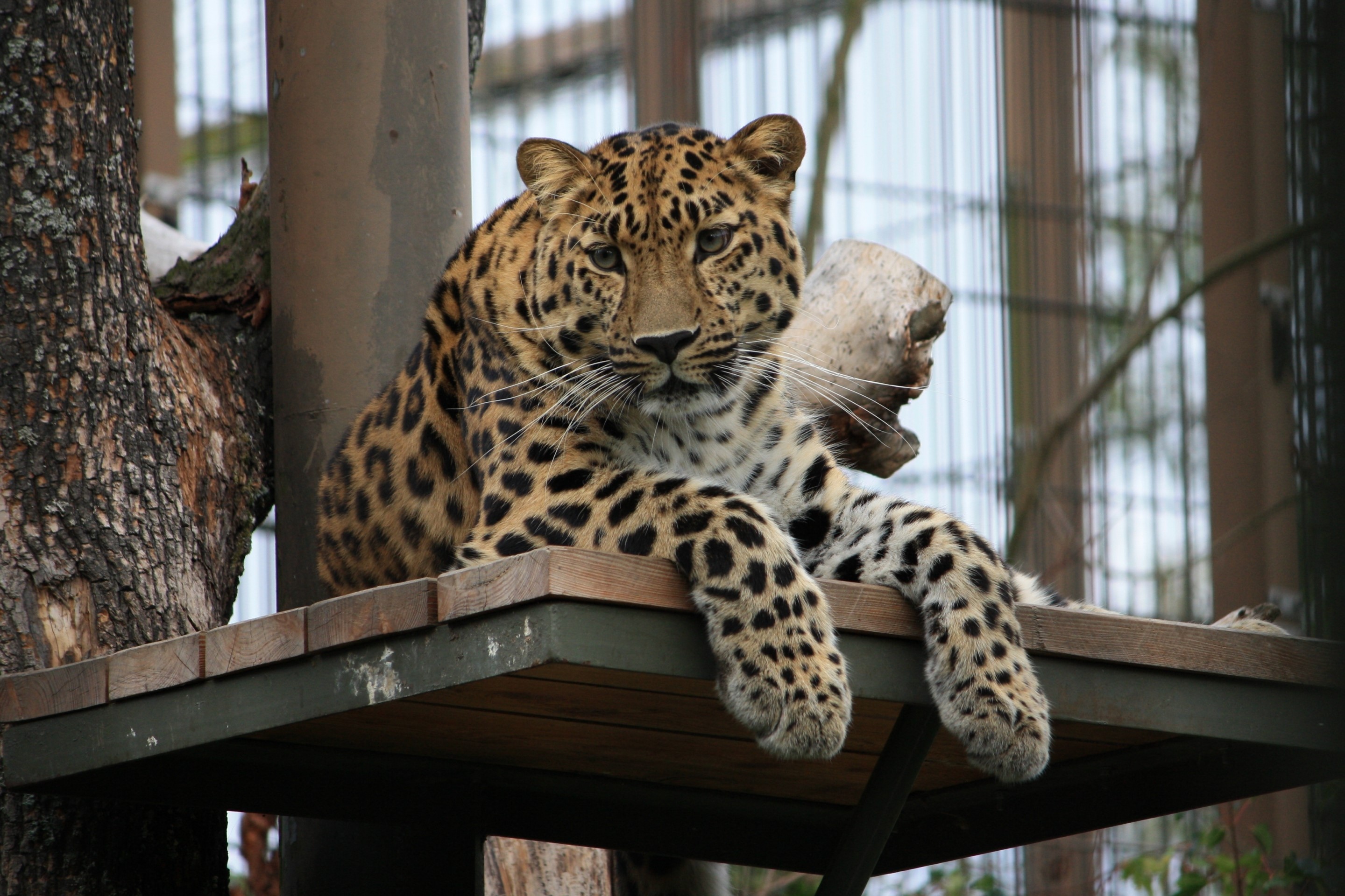 Leopard resting on a wooden platform HD Wallpaper