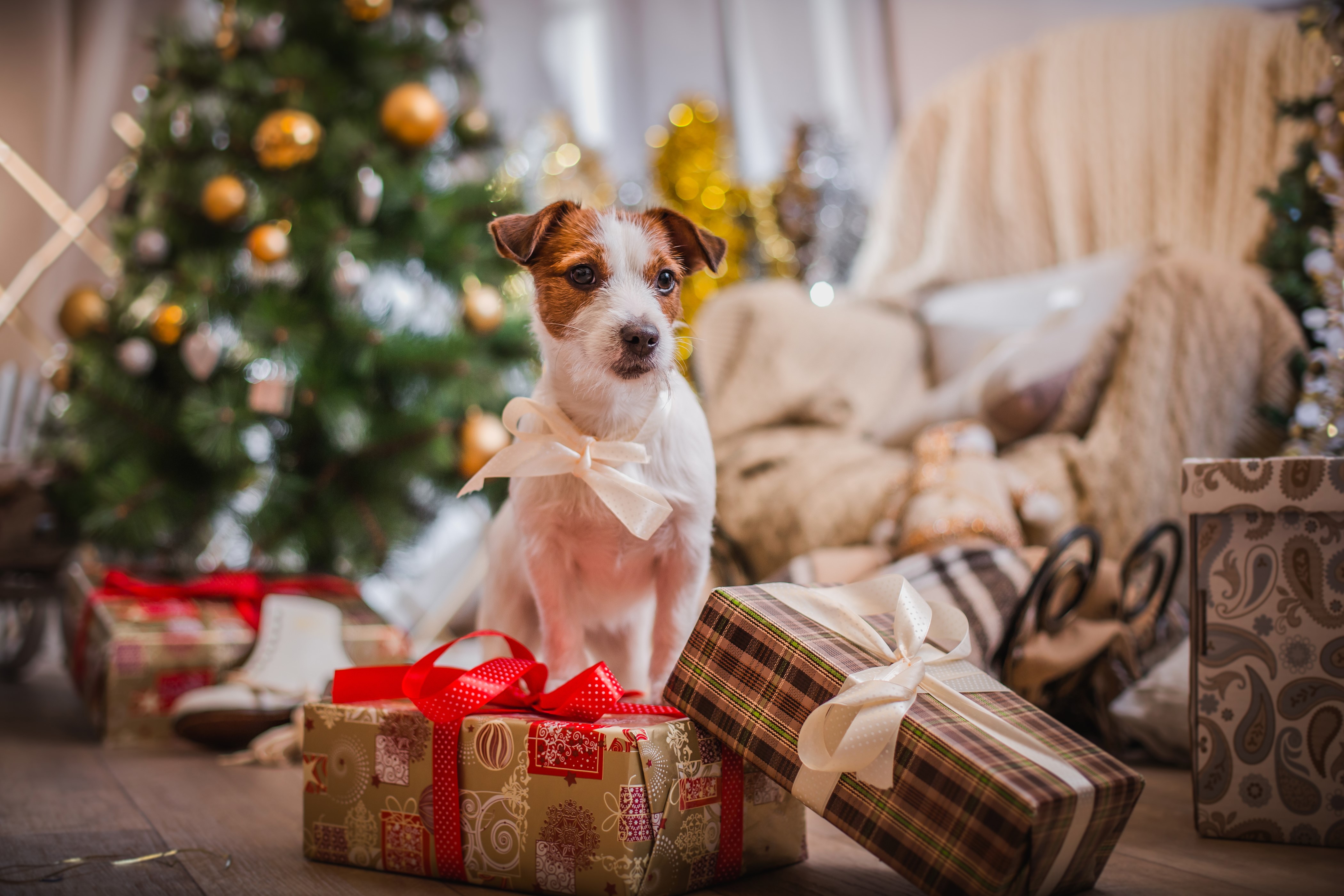Jack Russell Terrier with Christmas Gifts HD Wallpaper