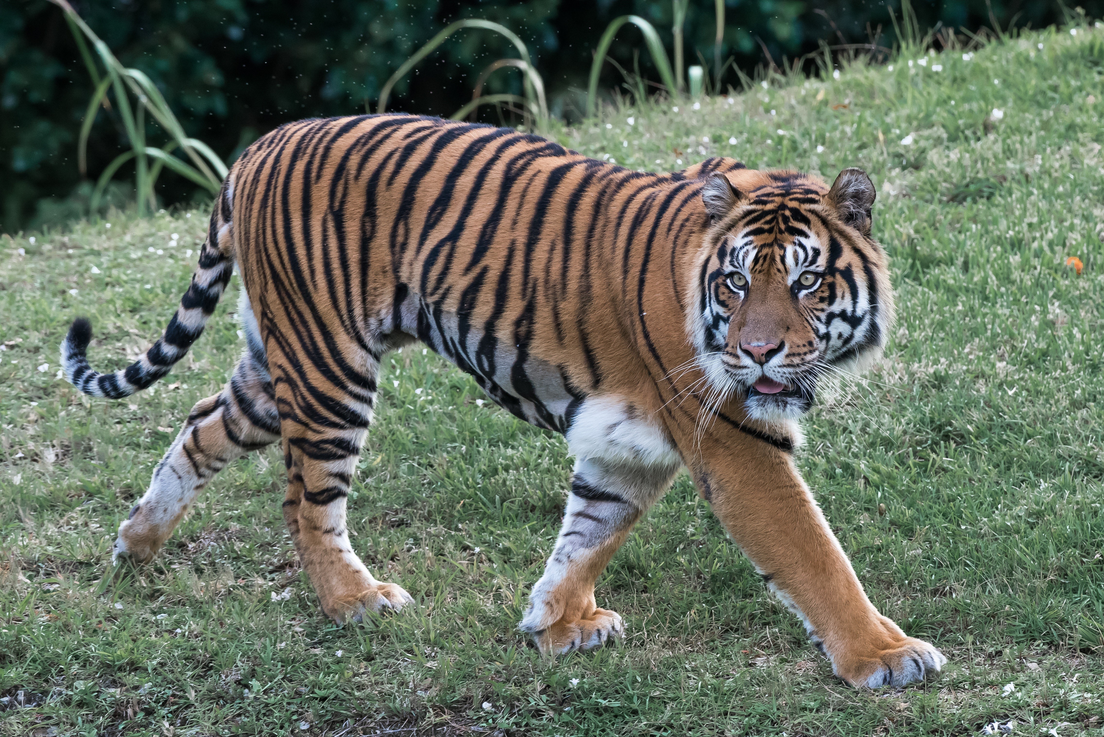 Tiger walking on grass HD Wallpaper
