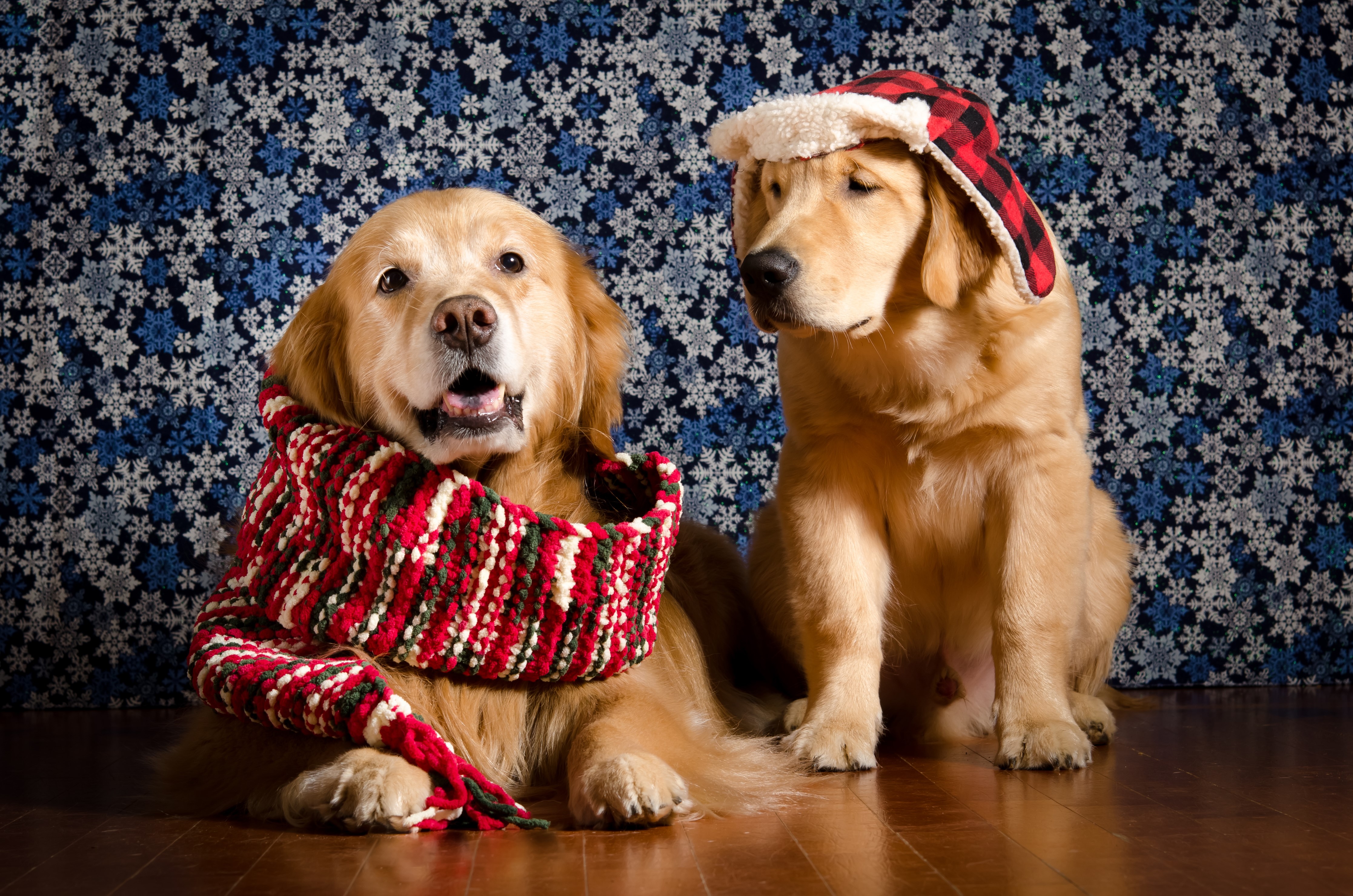Two Golden Retrievers with Winter Accessories HD Wallpaper