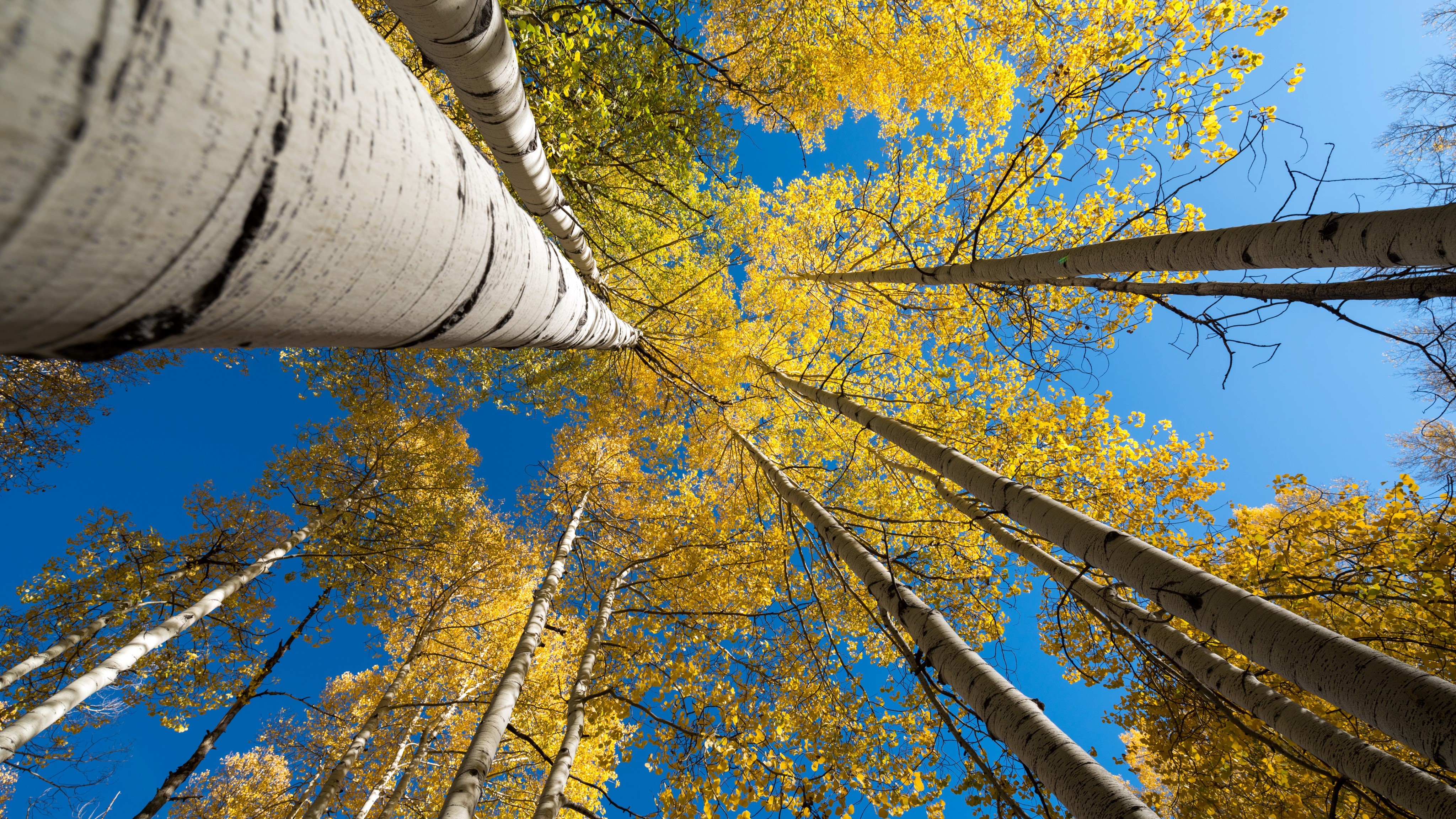Autumn Aspen Trees from Below HD Wallpaper