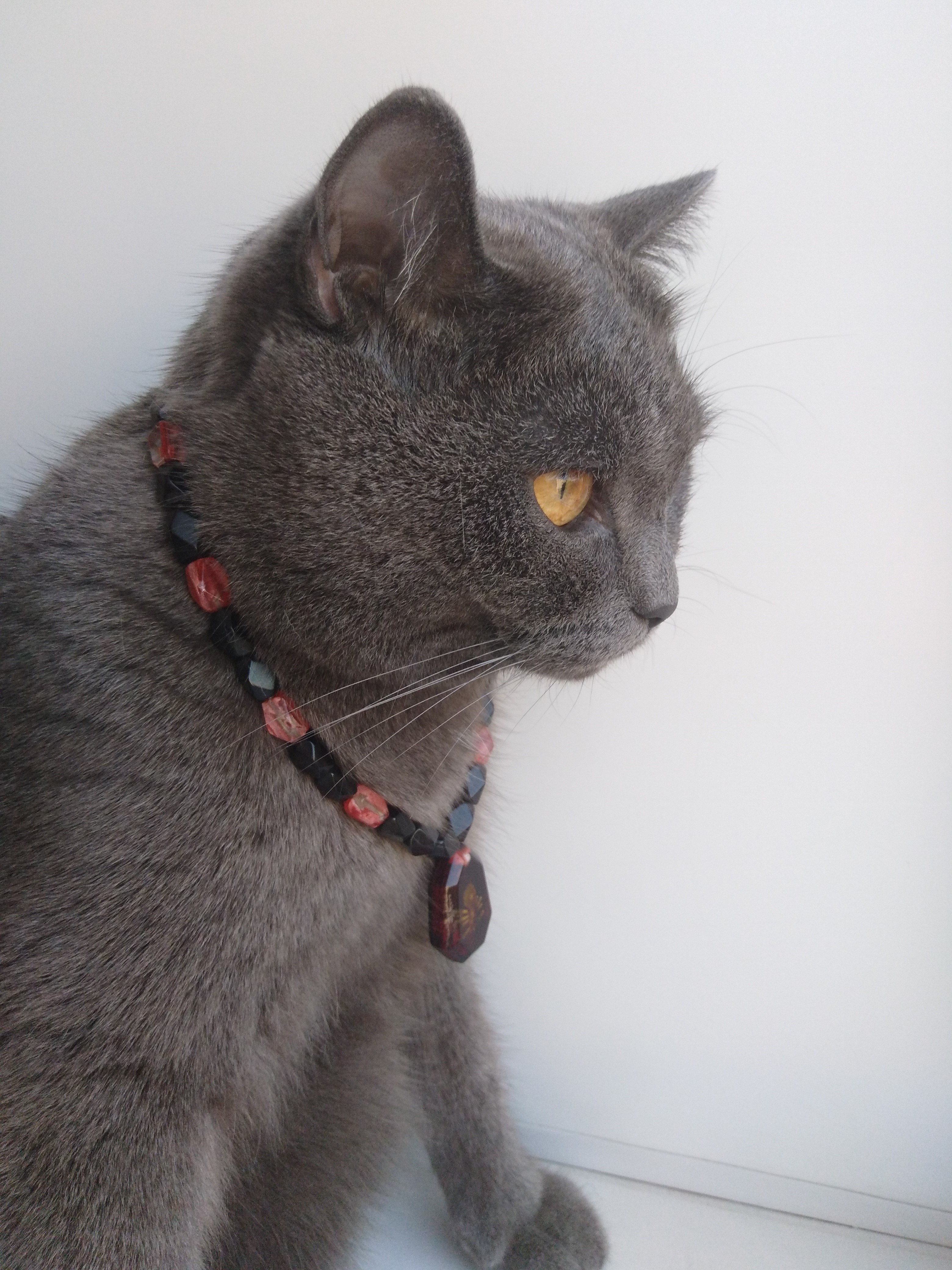 Gray cat wearing a beaded necklace HD Phone Wallpaper