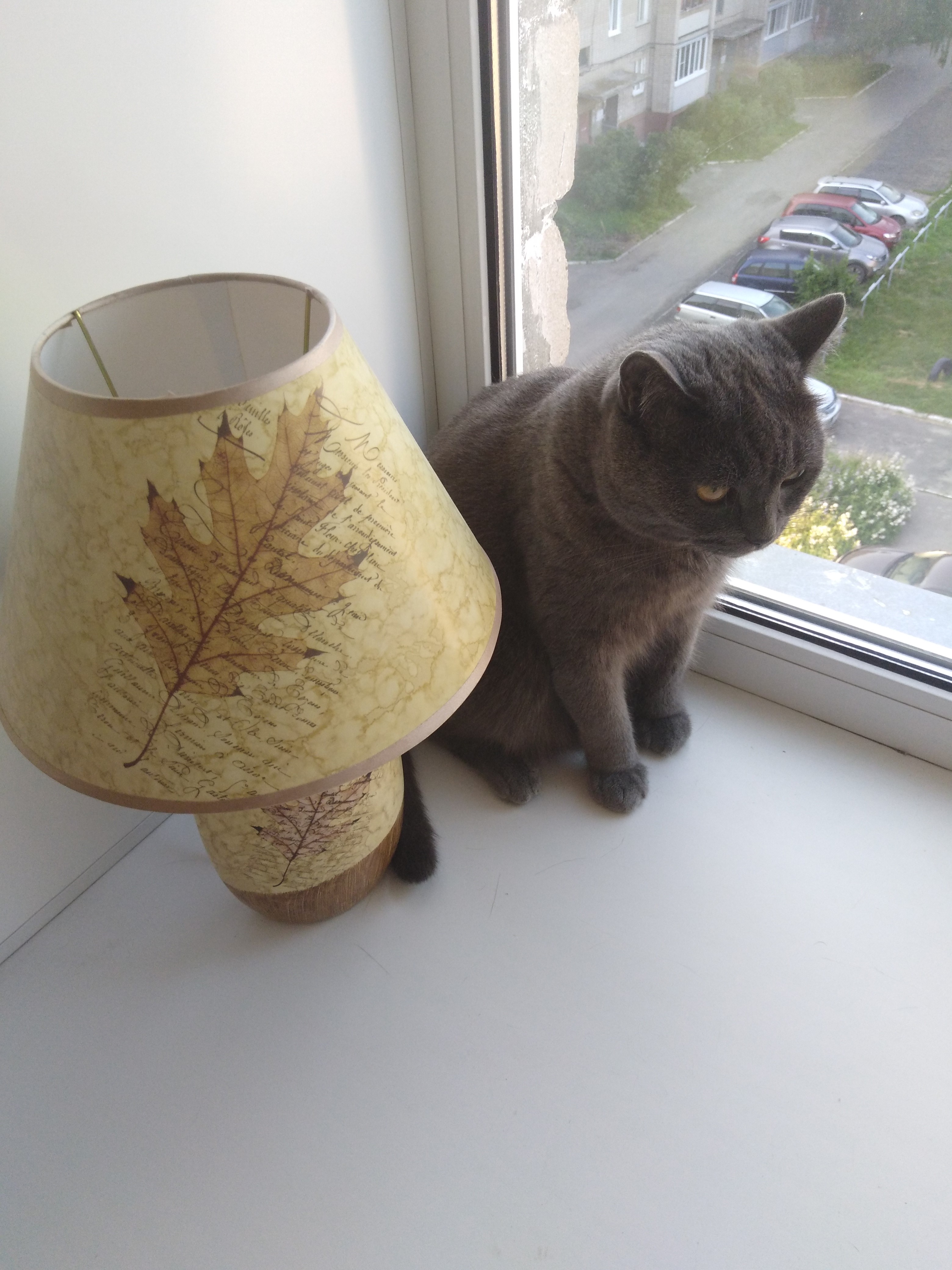 A grey cat sits by a lamp on a windowsill HD Phone Wallpaper