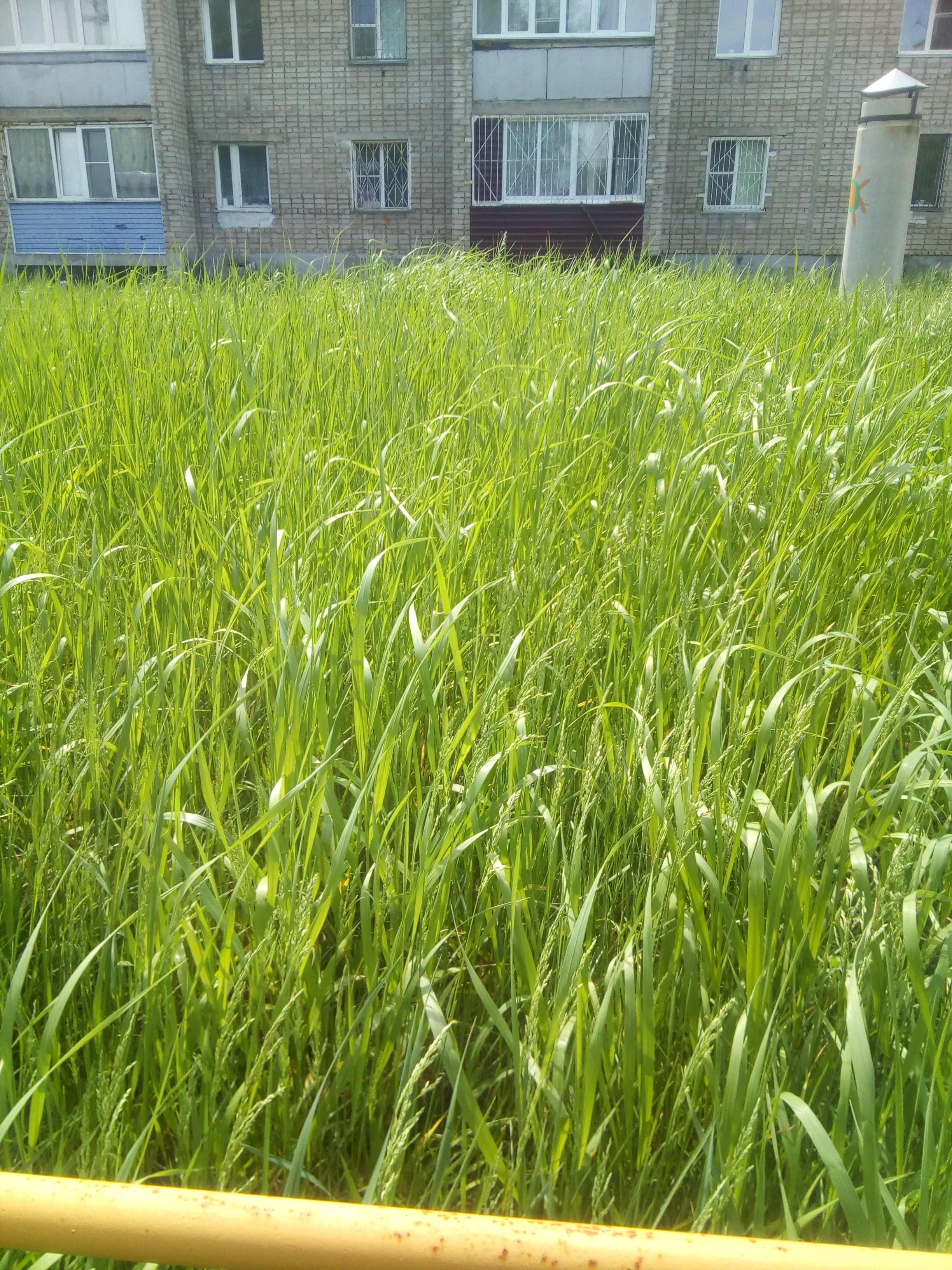 Tall green grass in front of a brick building HD Phone Wallpaper