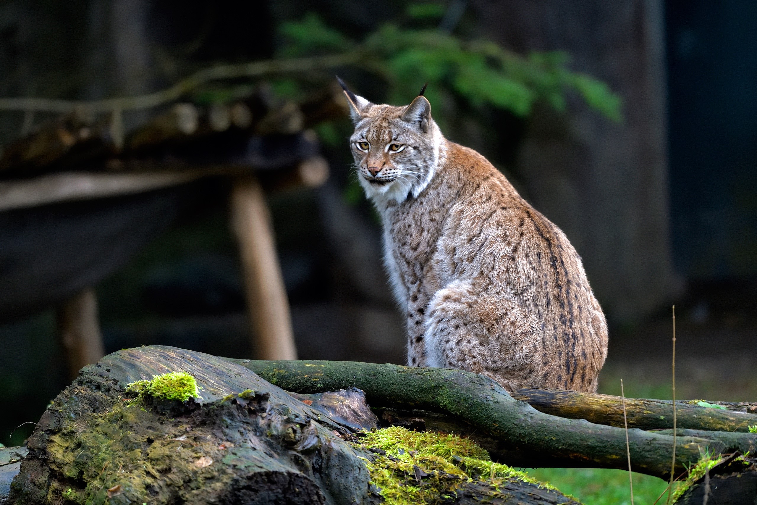 Lynx sitting on a mossy log in a forest HD Wallpaper