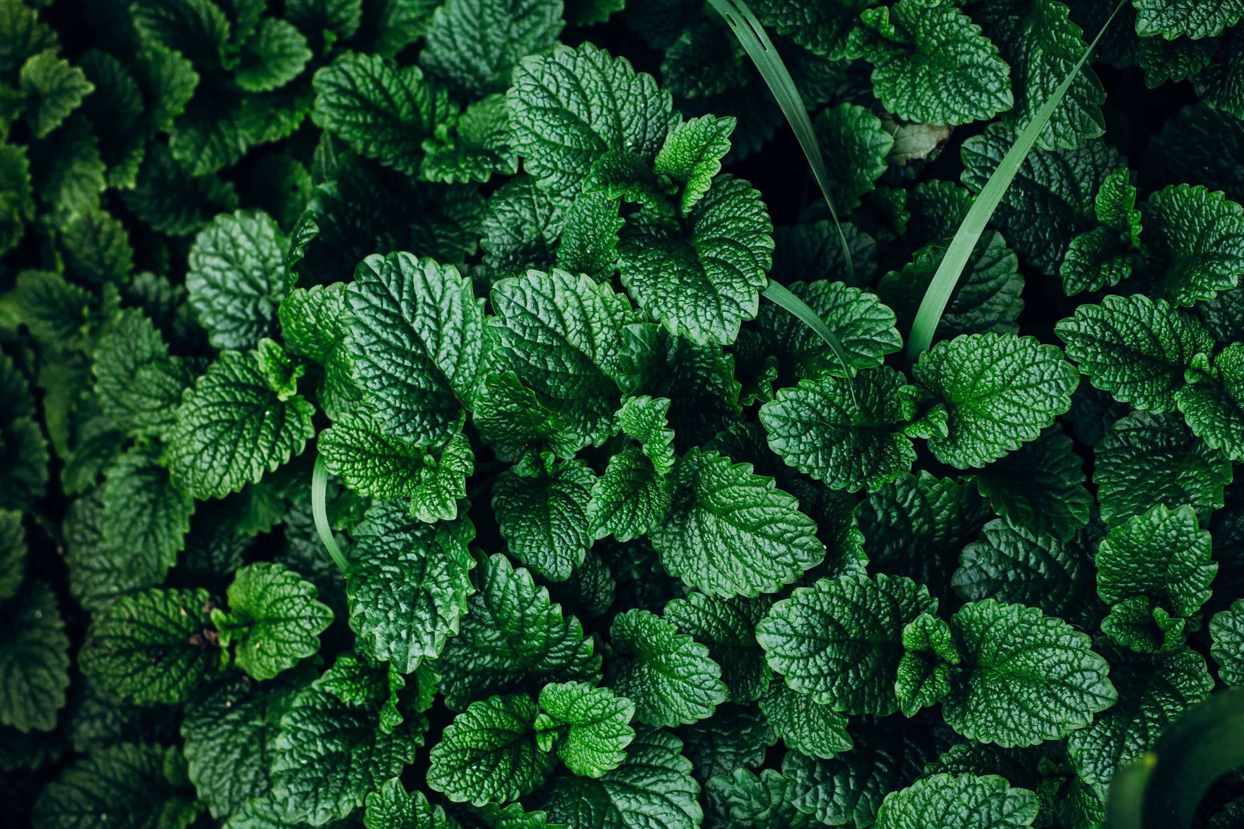 Green leaves of Mentha plant HD Wallpaper