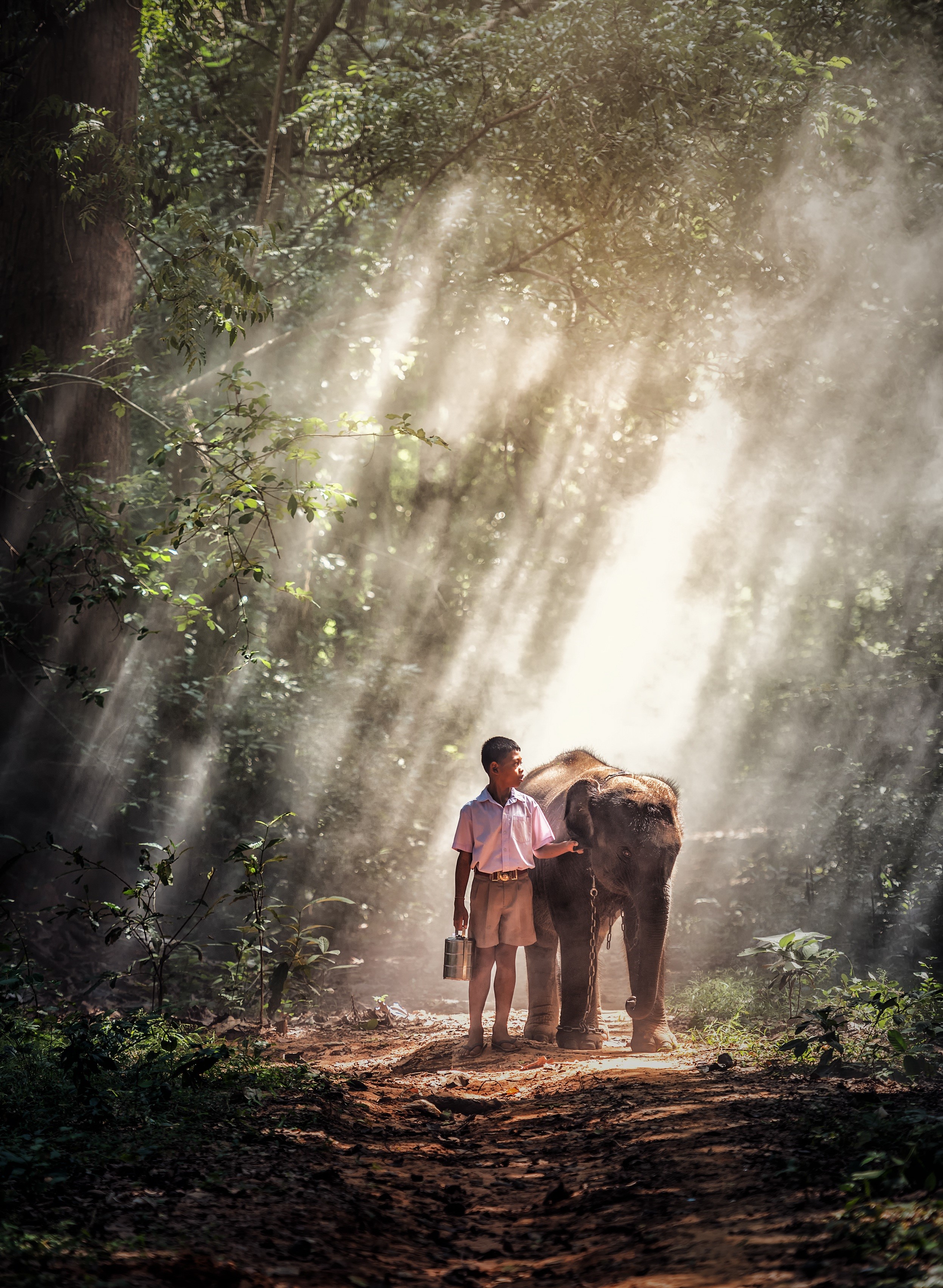 Boy and elephant in a misty forest HD Phone Wallpaper