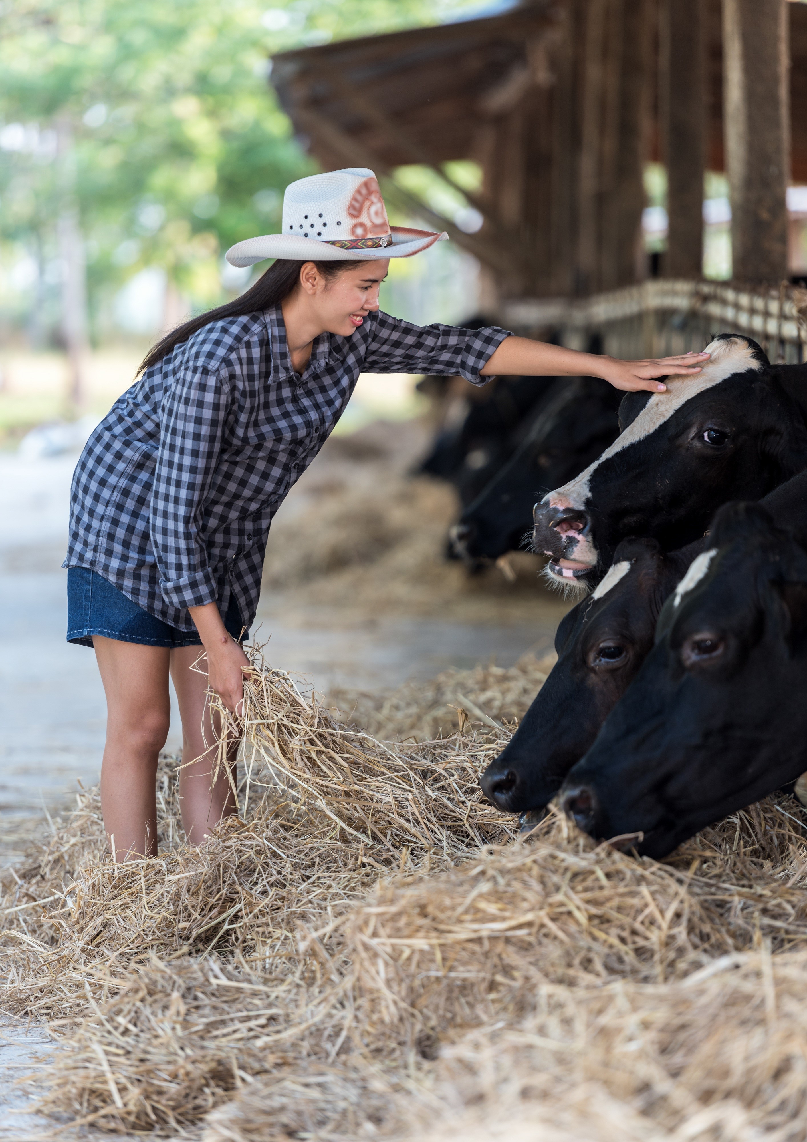 Asian girl in cowboy hat feeding cows hay HD Phone Wallpaper