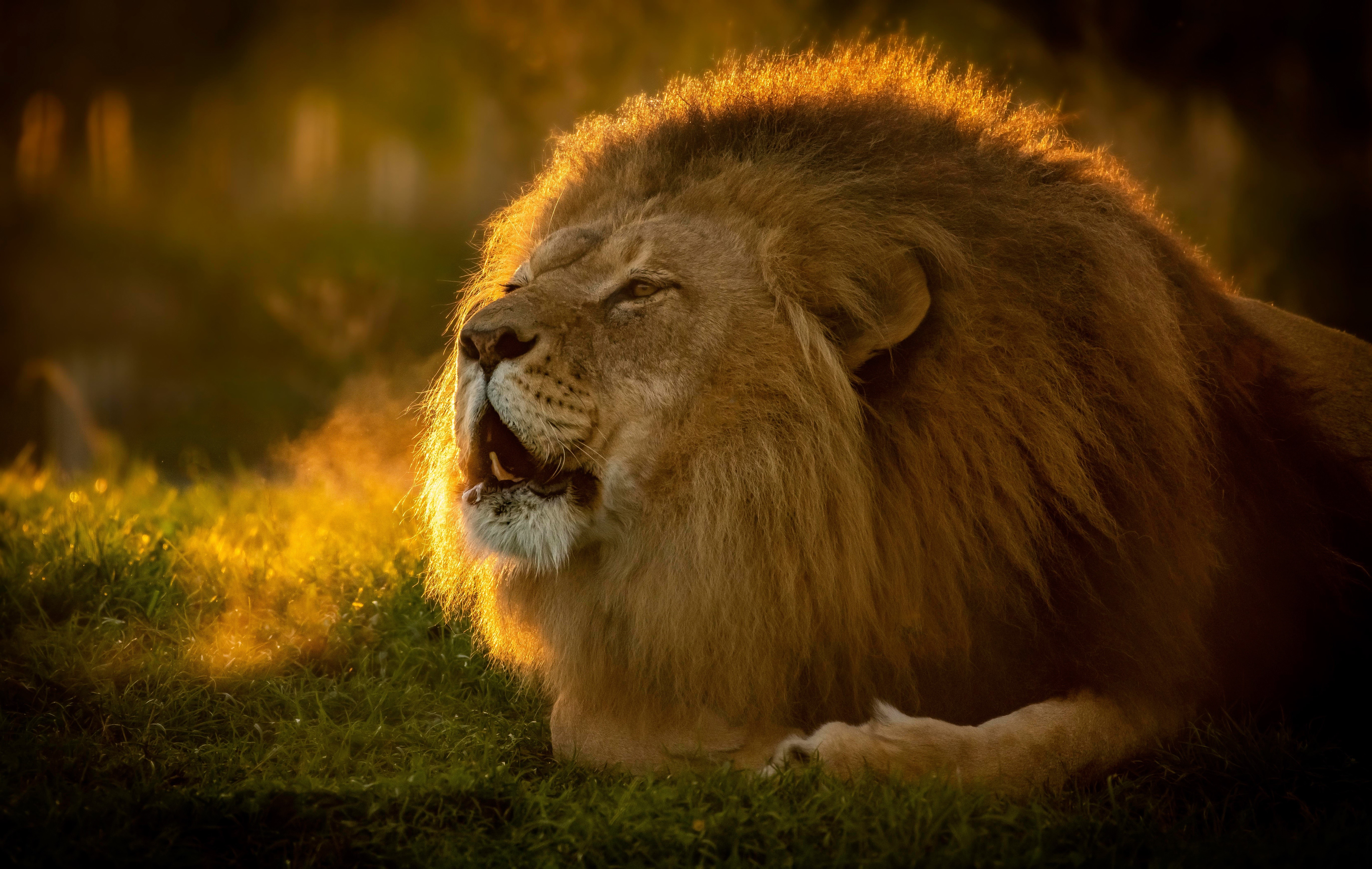 Lion roaring in golden sunlight HD Wallpaper
