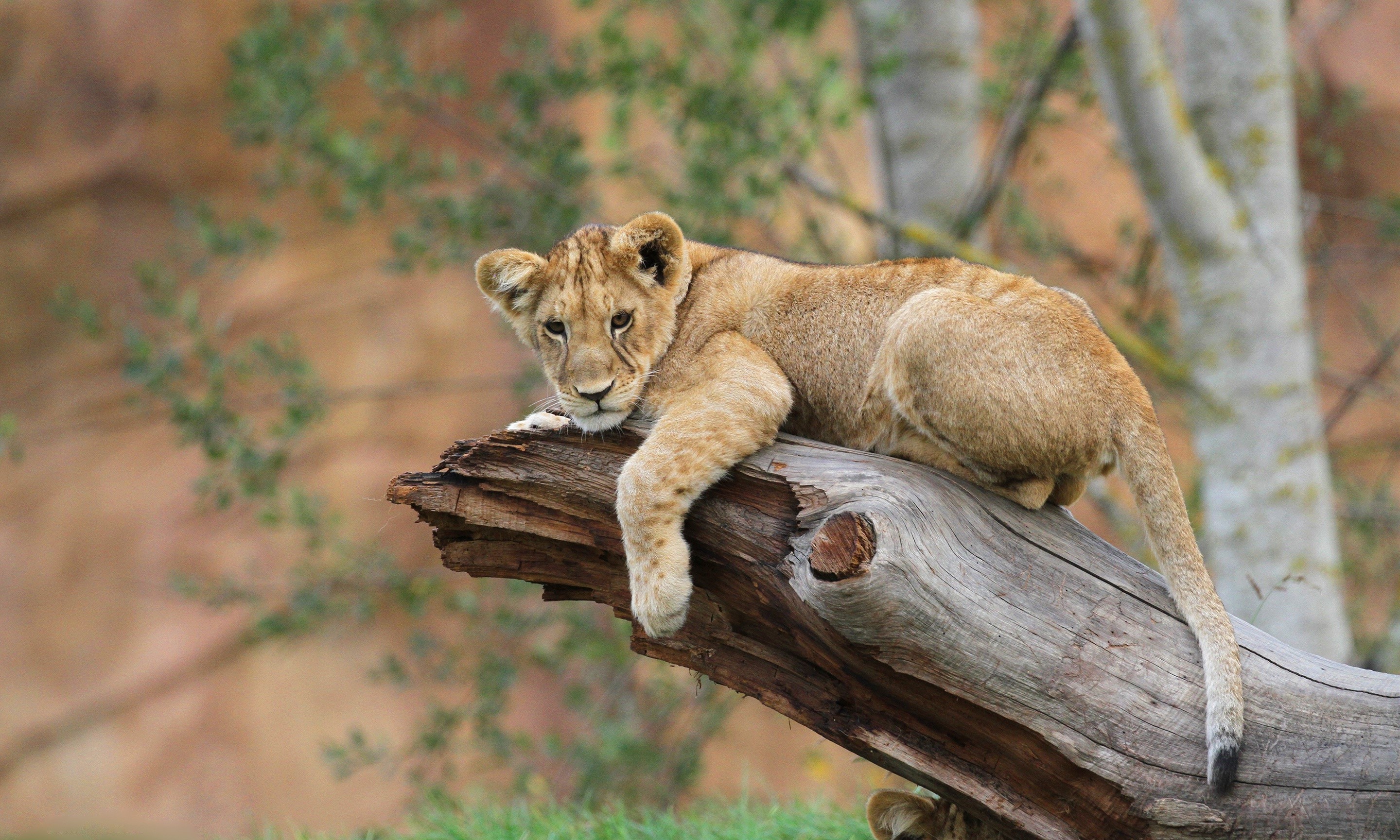 Lion cub resting on a fallen tree trunk HD Wallpaper