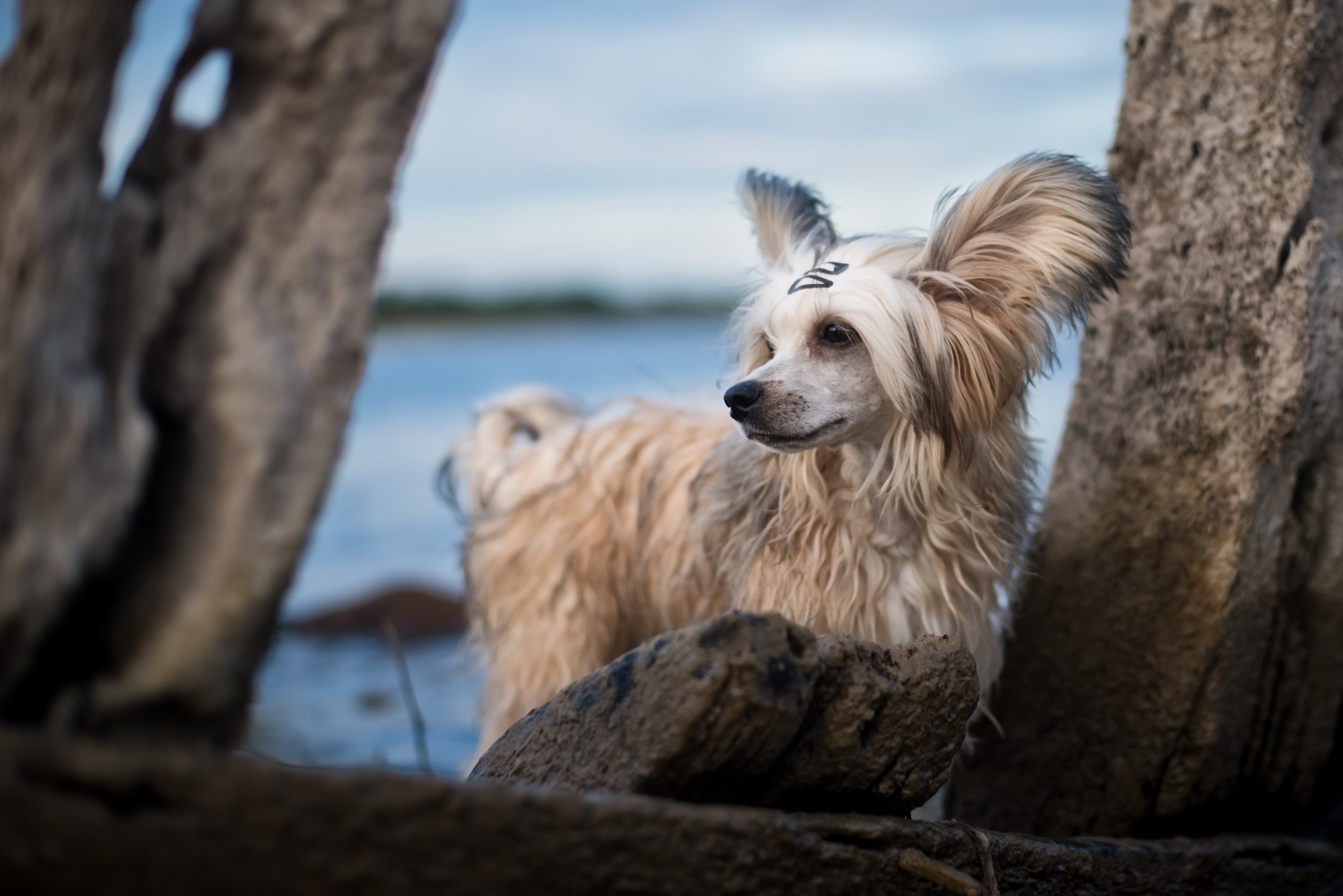 Chinese Crested dog with markings on forehead HD Wallpaper