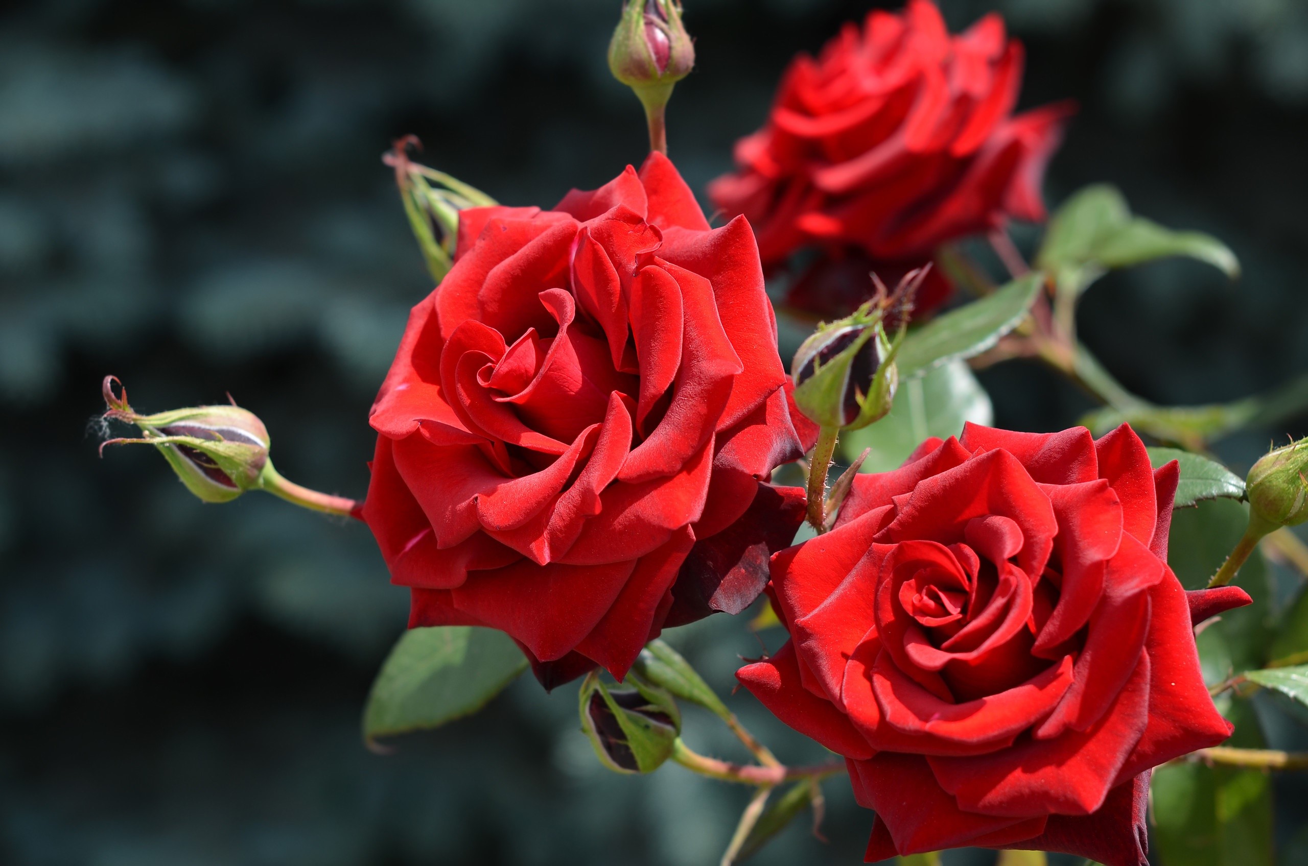 Red Roses and Buds HD Wallpaper