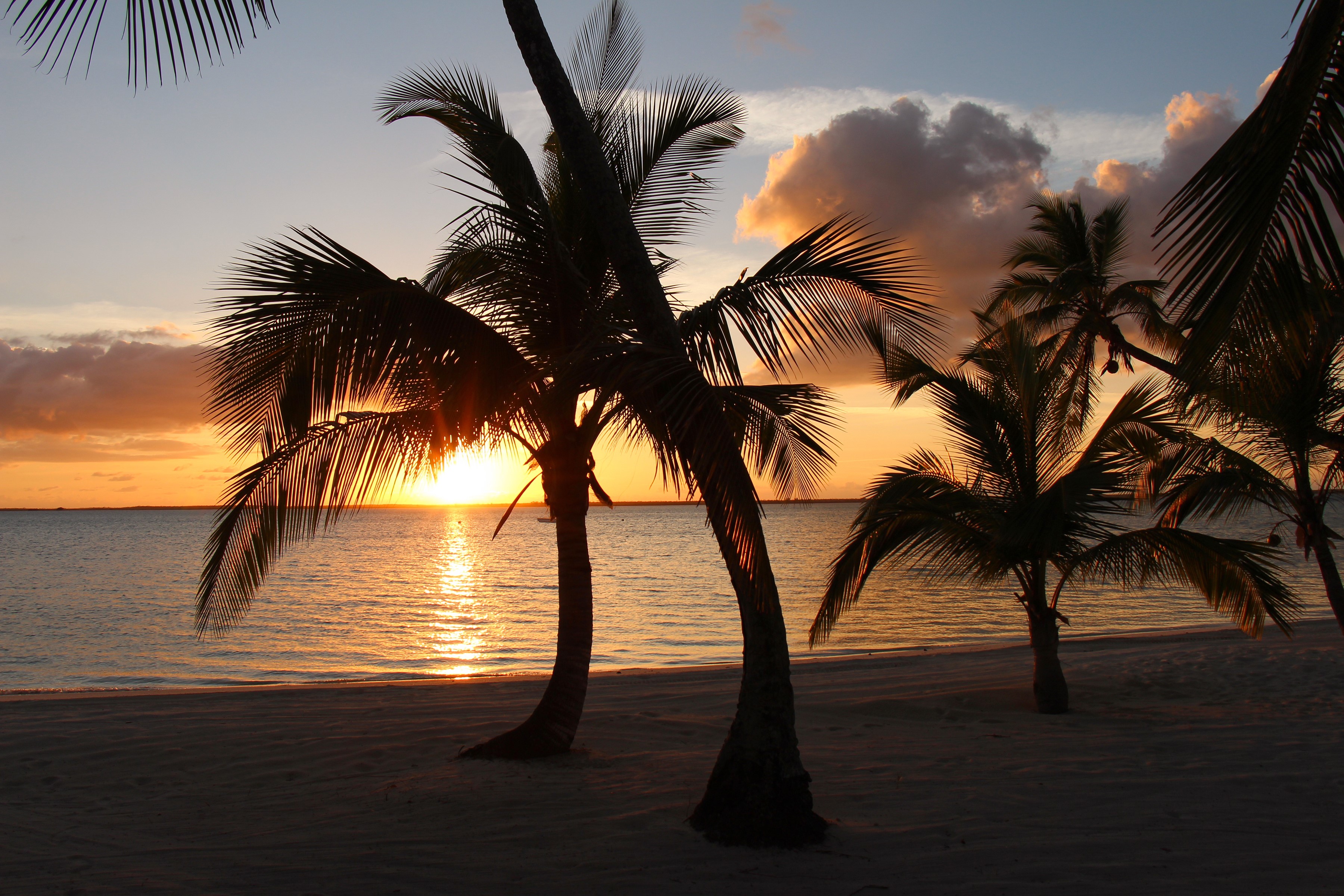 Palm trees on a beach at sunset HD Wallpaper