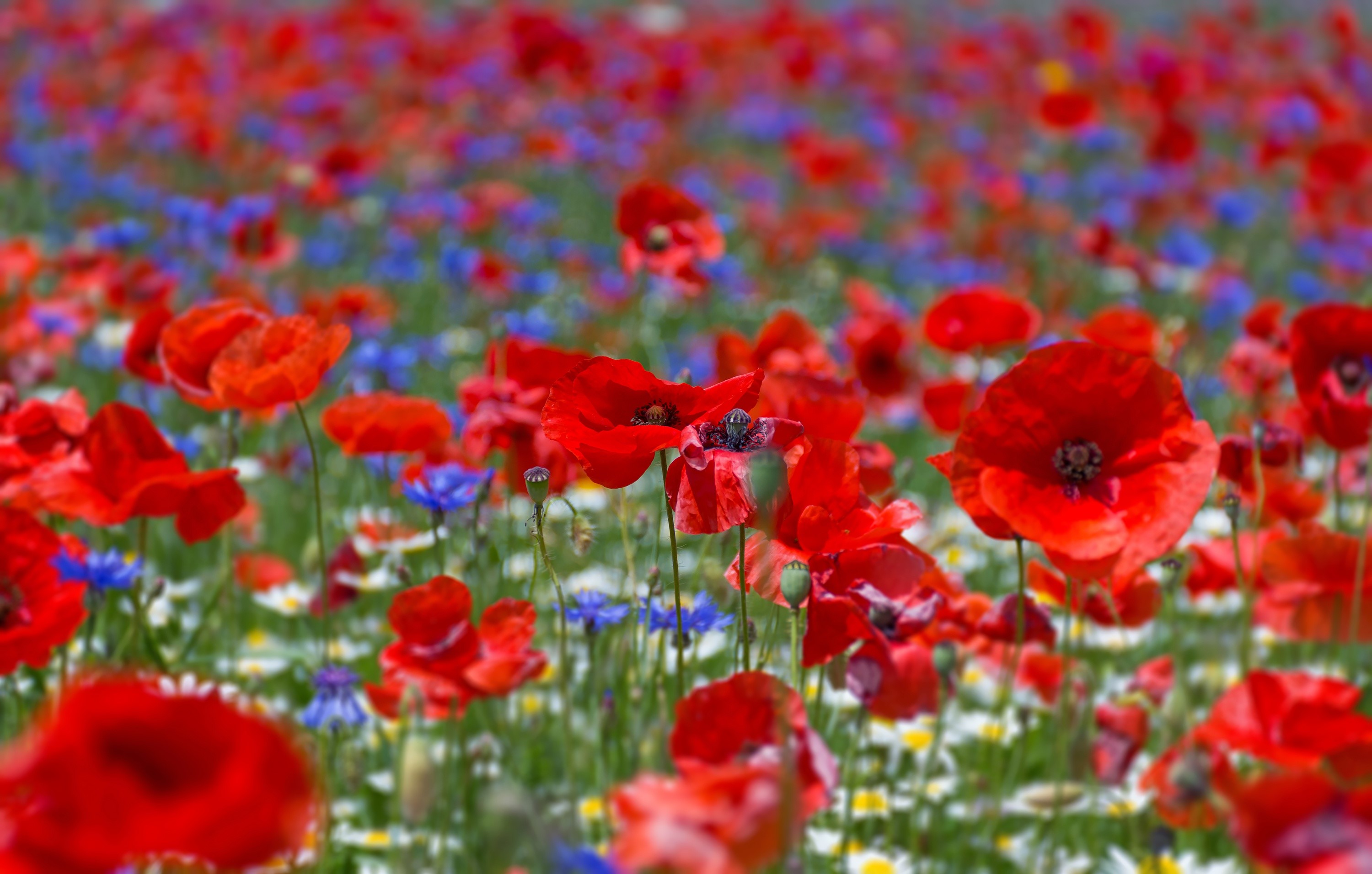 Field of red poppies and blue cornflowers HD Wallpaper