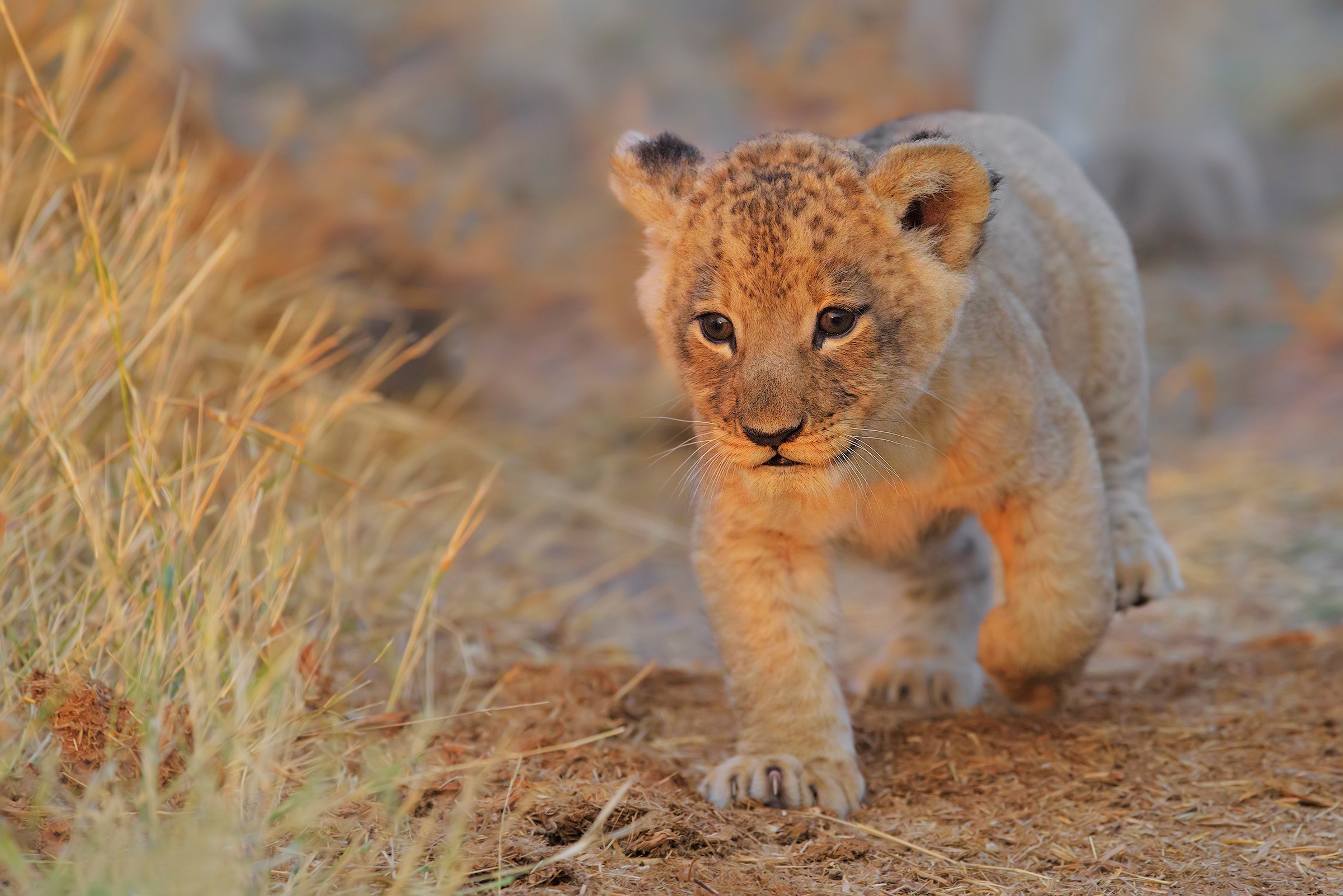 Lion cub walking in dry grass HD Wallpaper