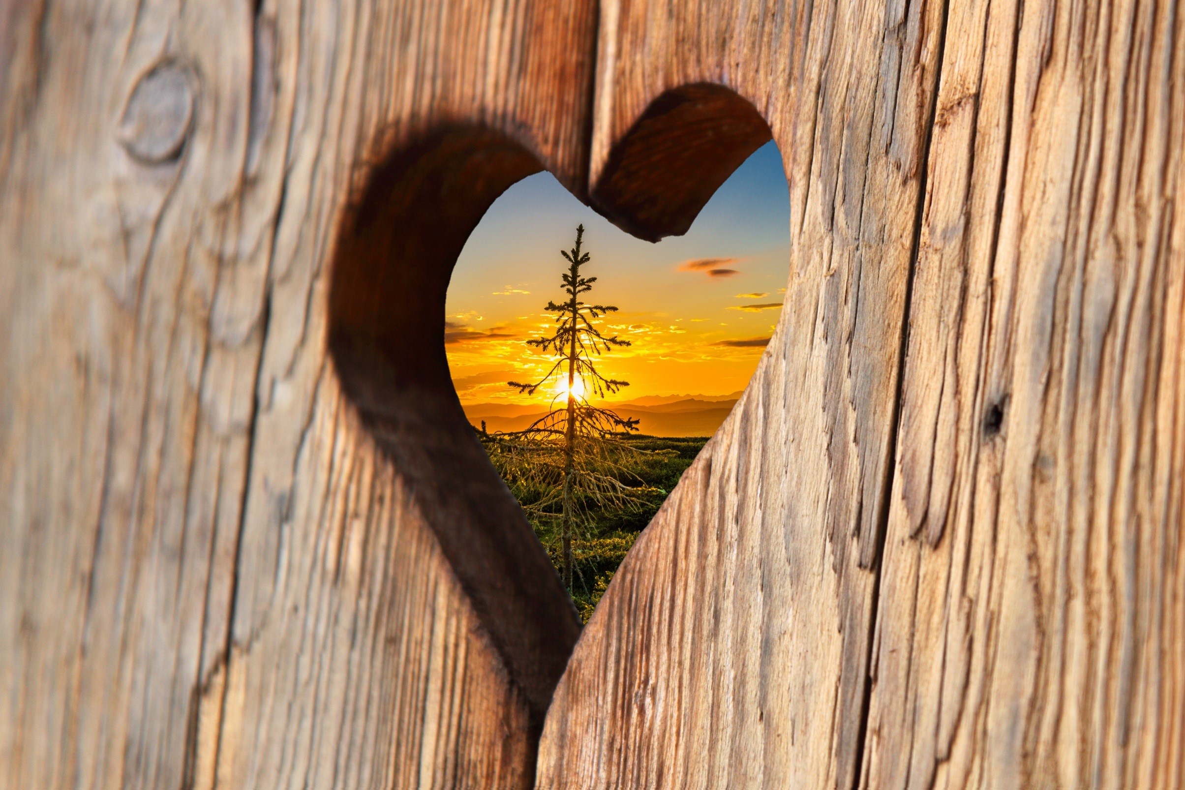 Heart-shaped hole in wooden planks revealing a sunset over a landscape with a tree HD Wallpaper