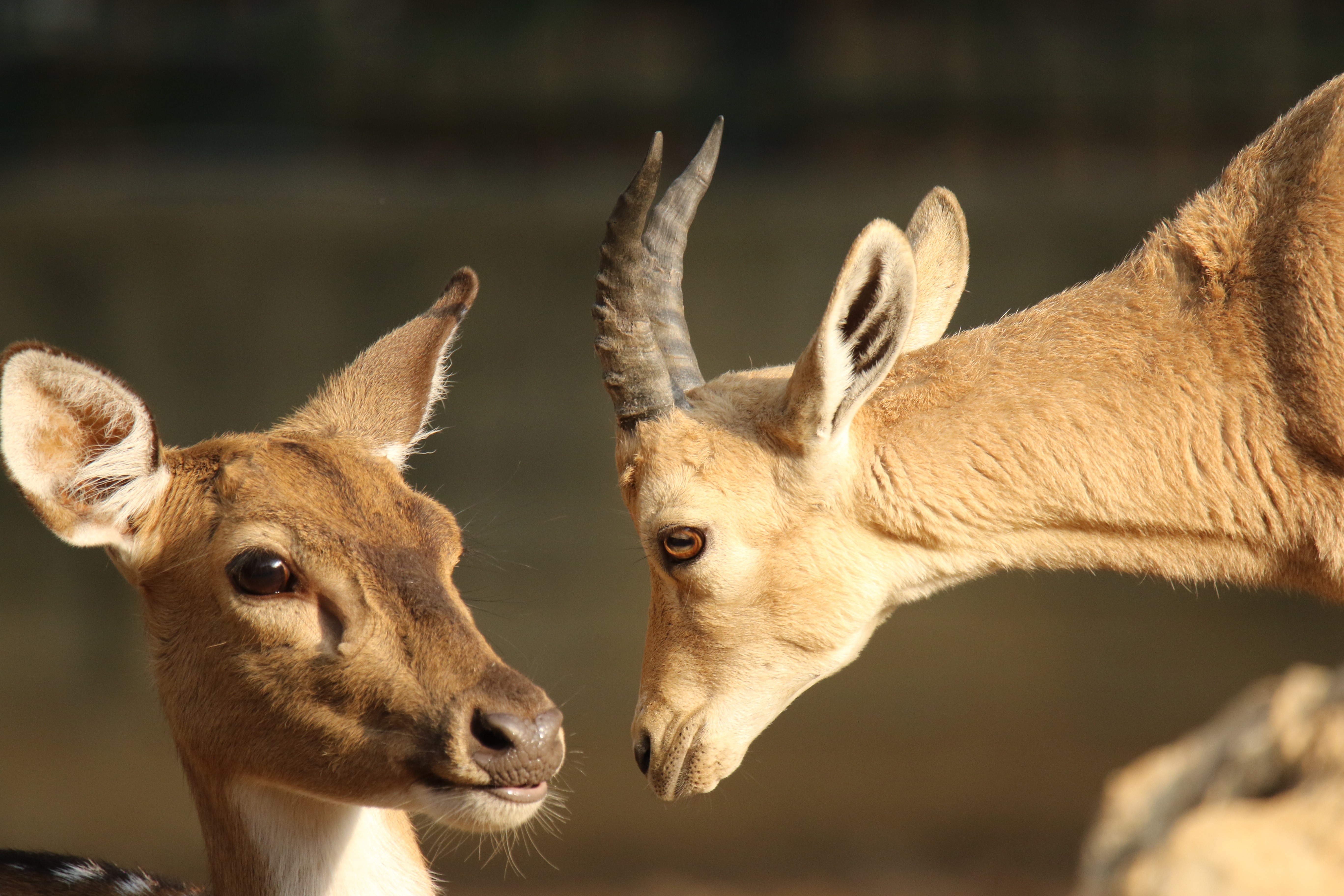 Two goats looking at each other HD Wallpaper