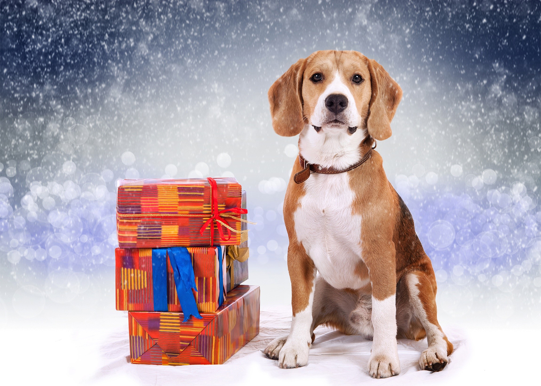 Beagle dog with Christmas gifts in the snow HD Wallpaper