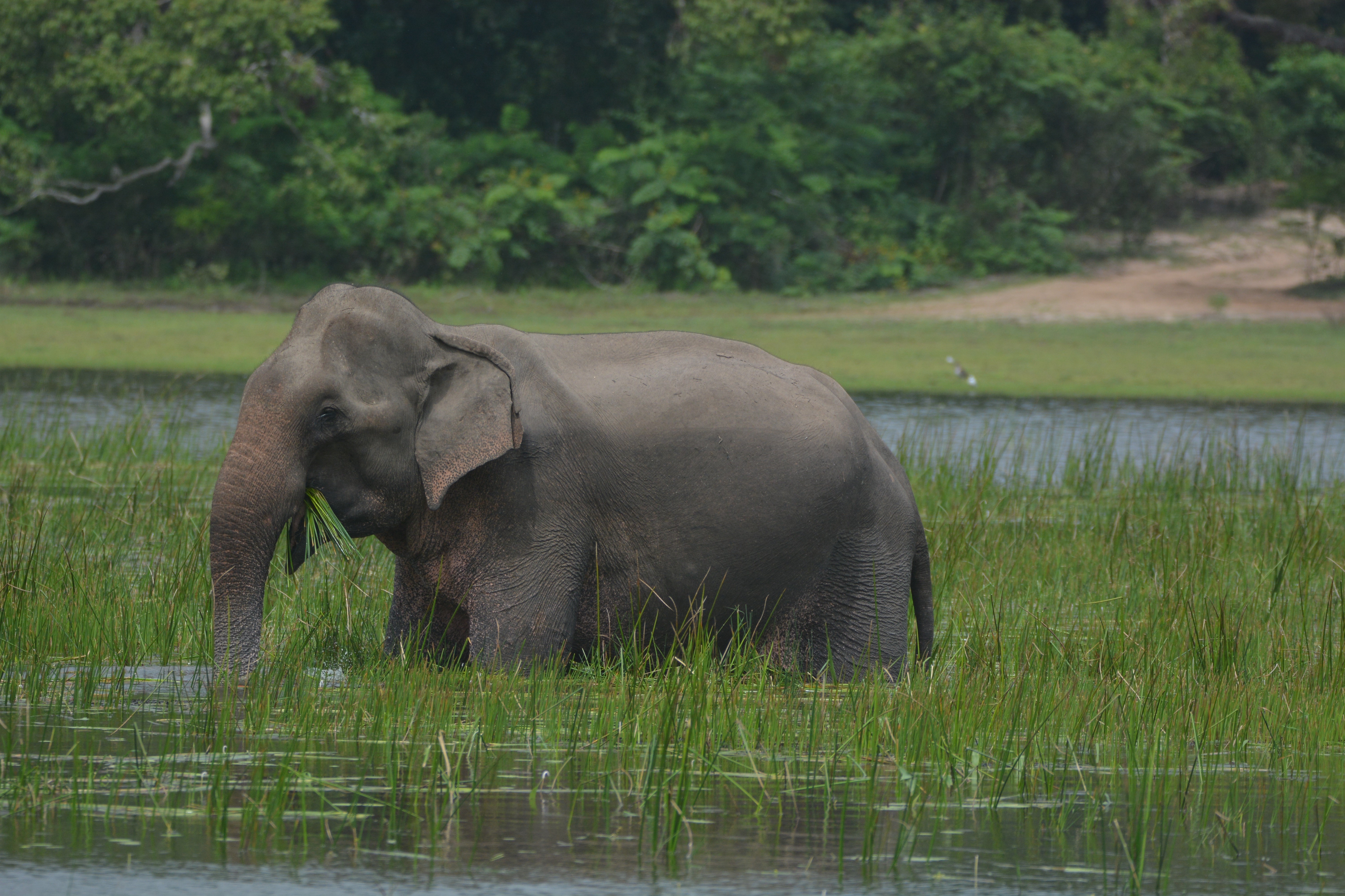 Elephant eating grass in water HD Wallpaper