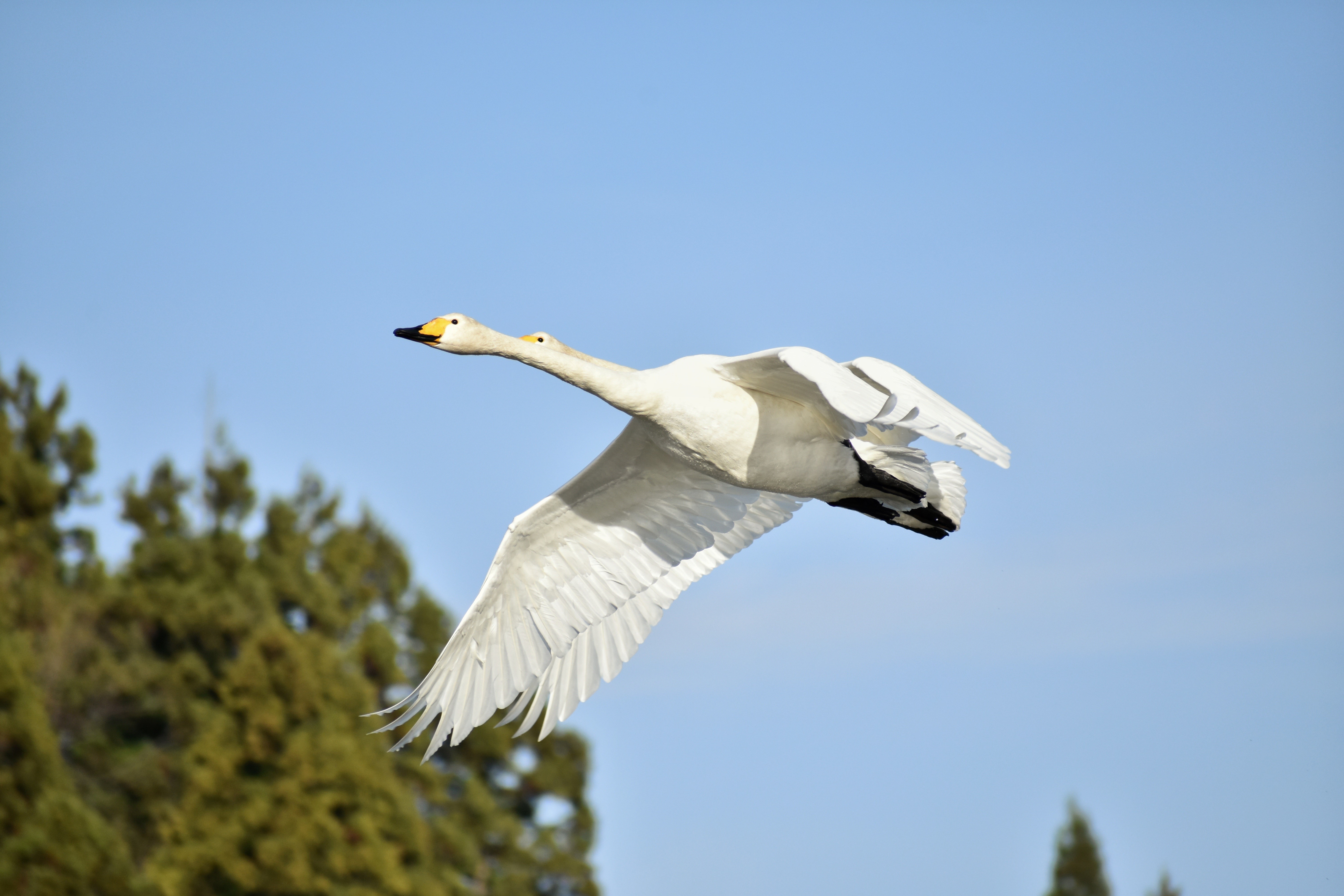 Two White Swans in Flight HD Wallpaper
