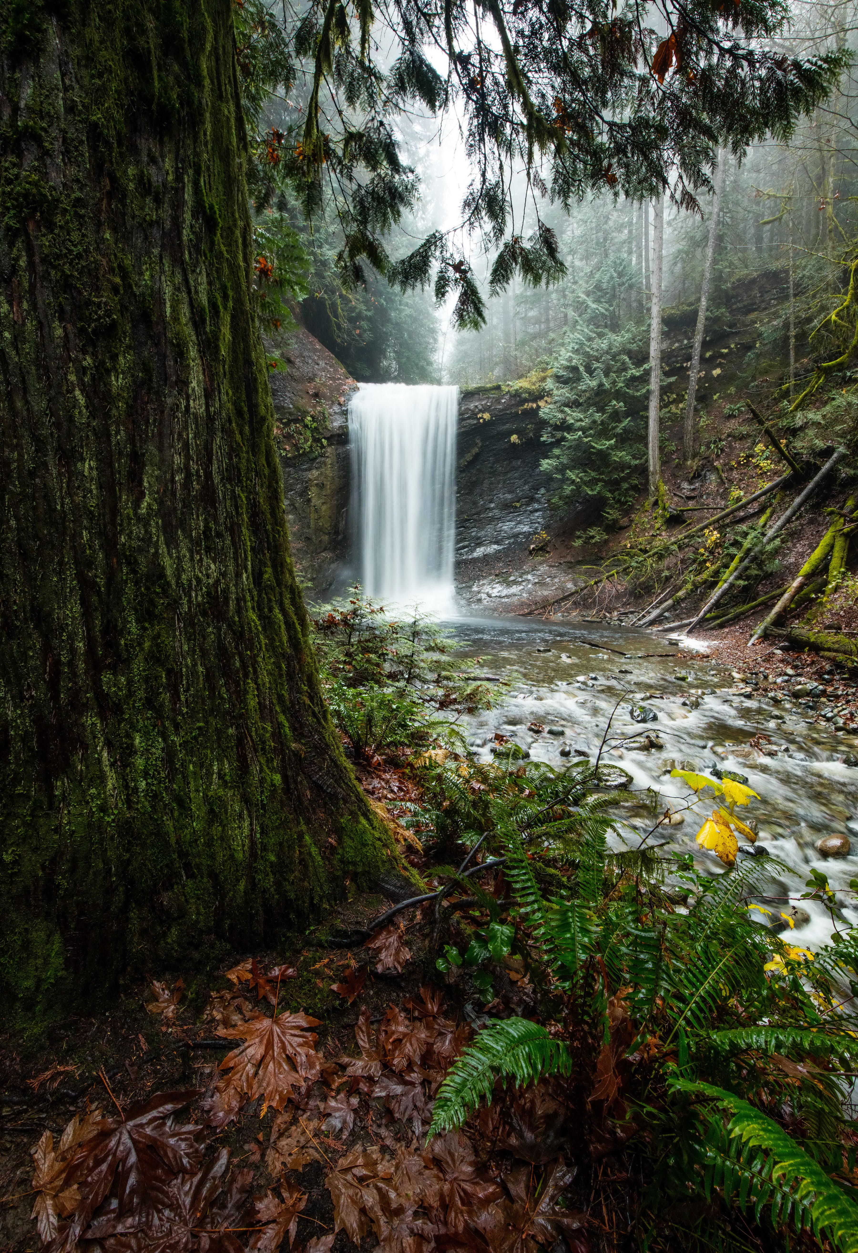 Waterfall in Mossy Forest at Benson Creek Falls Regional Park HD Phone Wallpaper